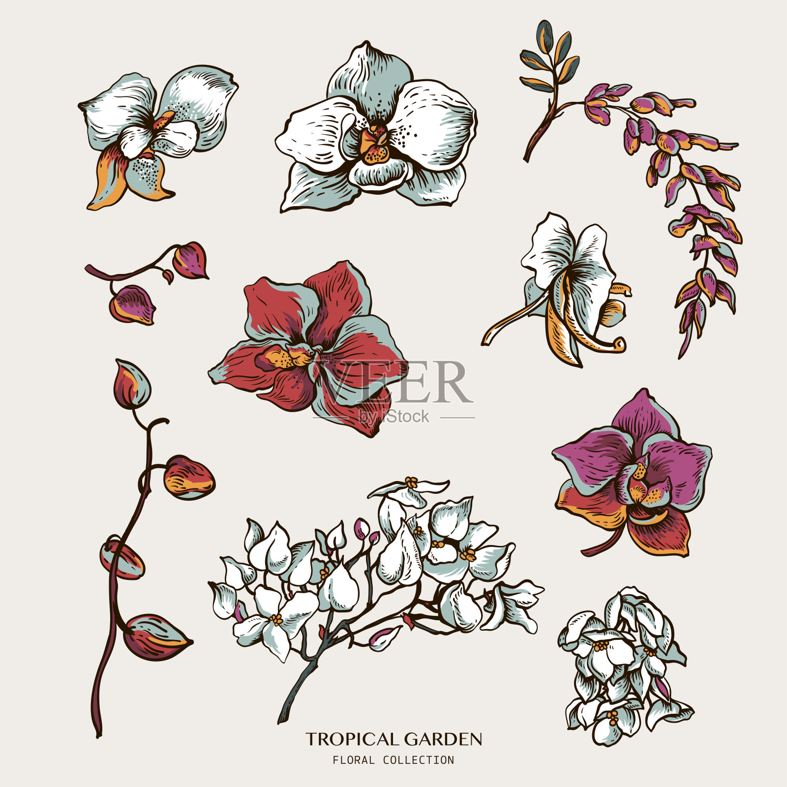 兰花盛开的自然向量集。充满异域风情的花朵插画图片素材