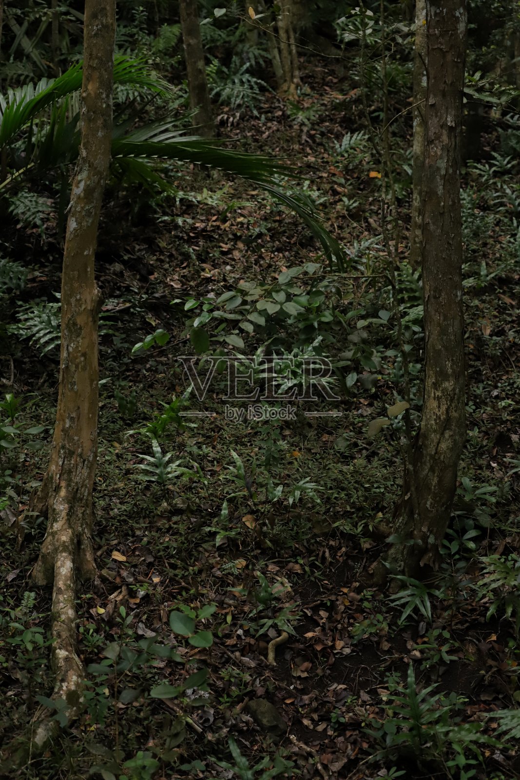 毛里求斯查马雷尔的乌木森林,印度洋,非洲照片摄影图片