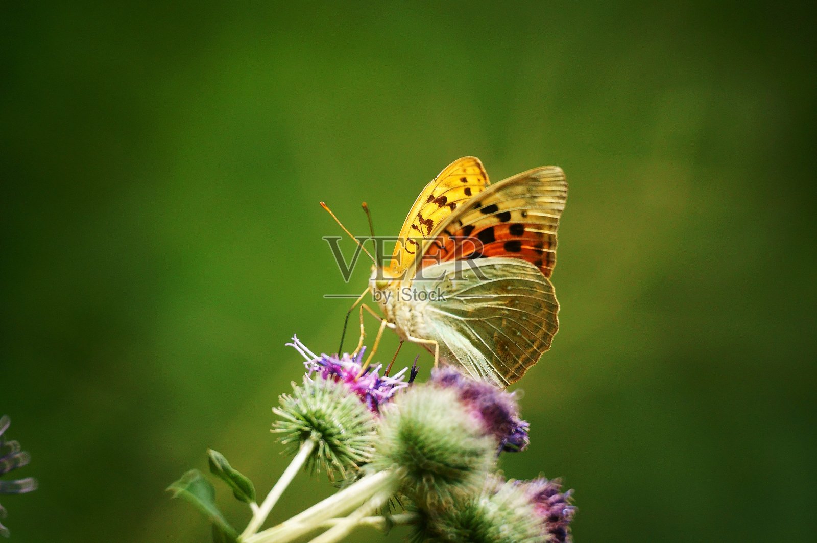 野花里的蝴蝶。花的风景。美丽精致的色彩。照片摄影图片