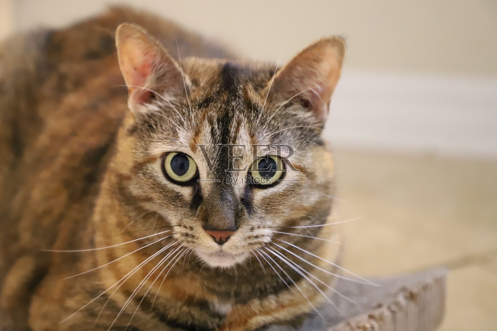 虎斑猫照片摄影图片