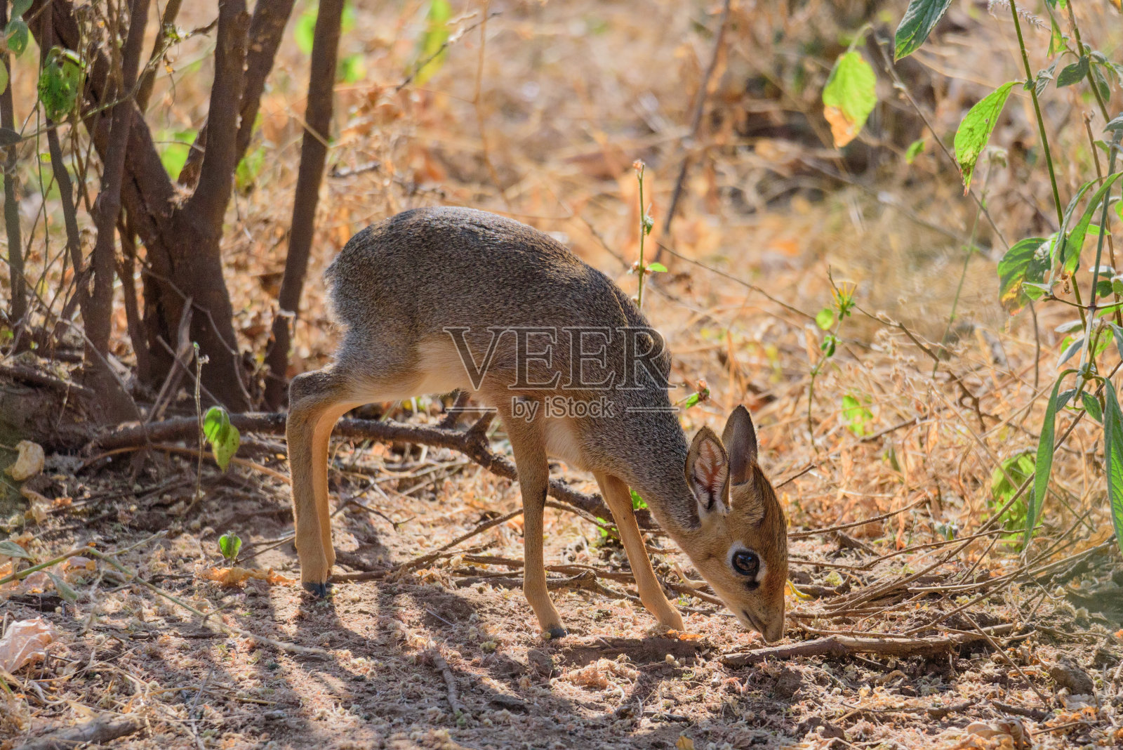 柯克在马尼亚拉湖的灌木丛中照片摄影图片