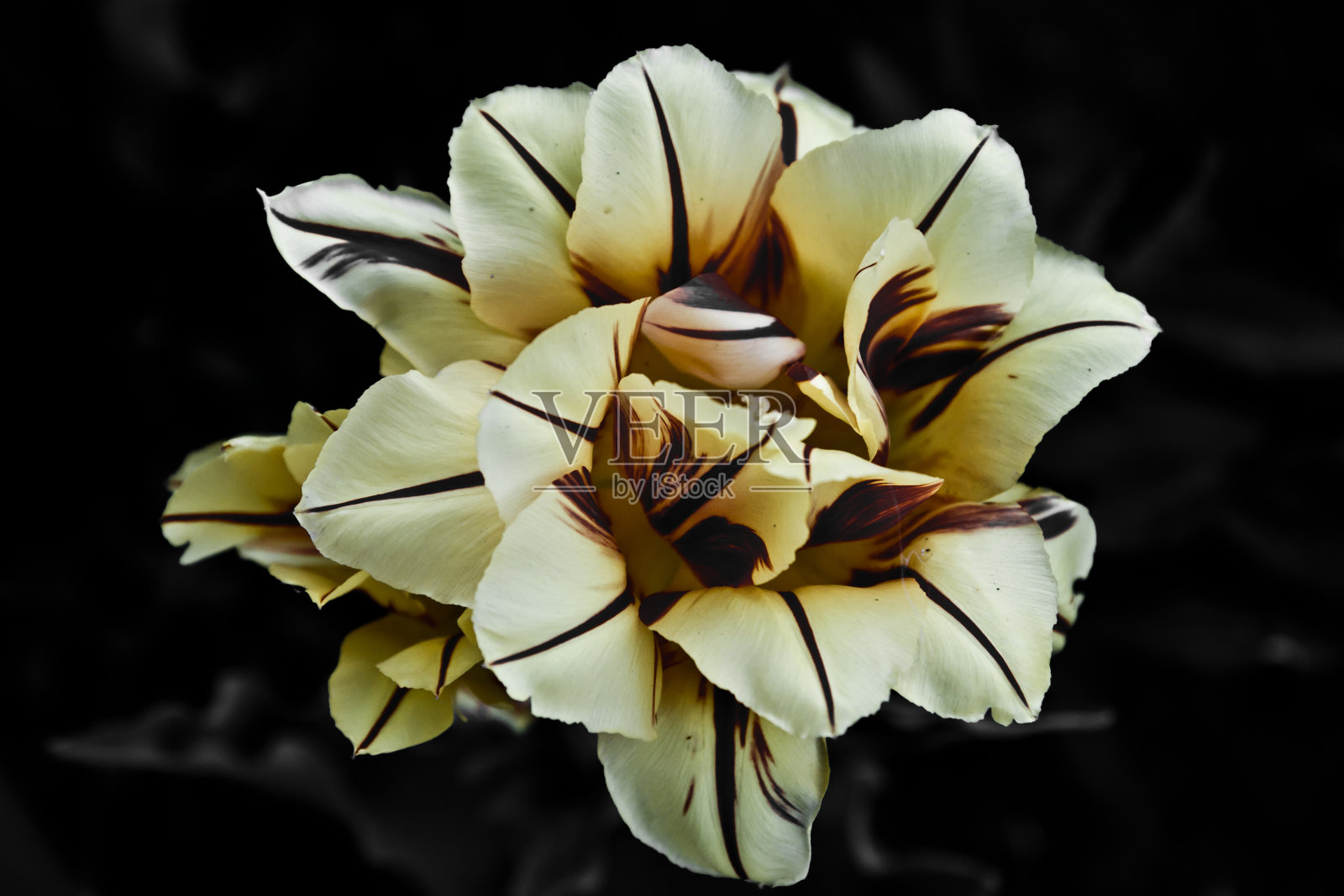 黑色背景上的花朵照片摄影图片