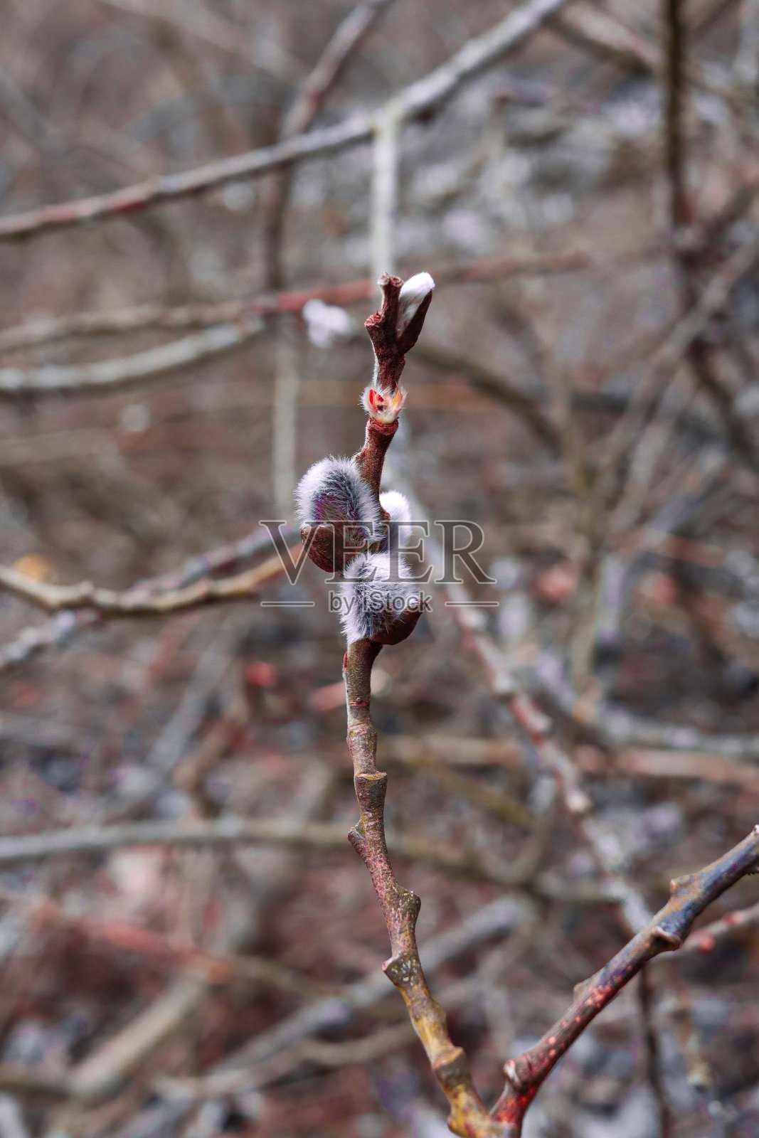植物被称为“猫”照片摄影图片