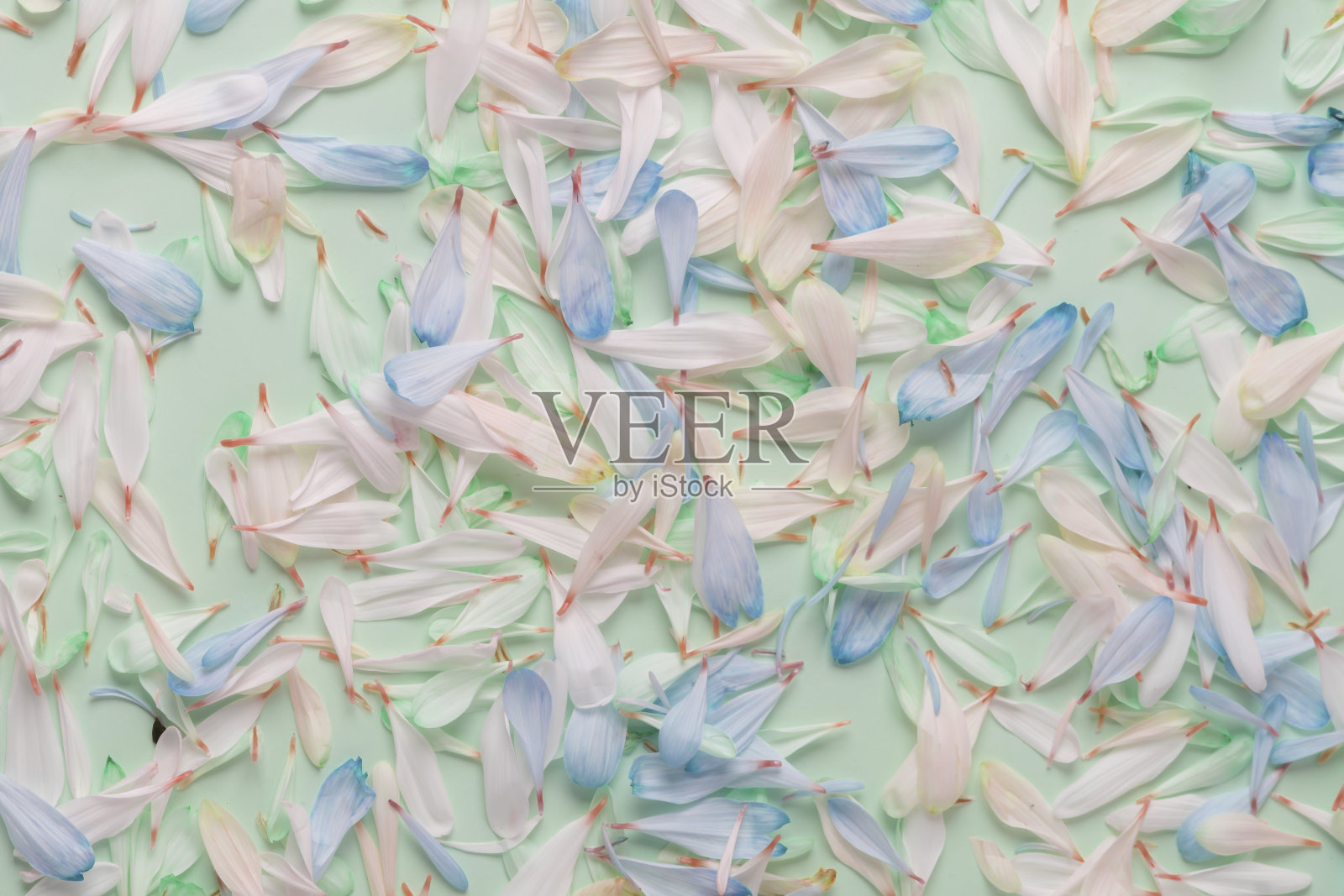 春花花瓣为背景,装饰为设计,生态风格照片摄影图片