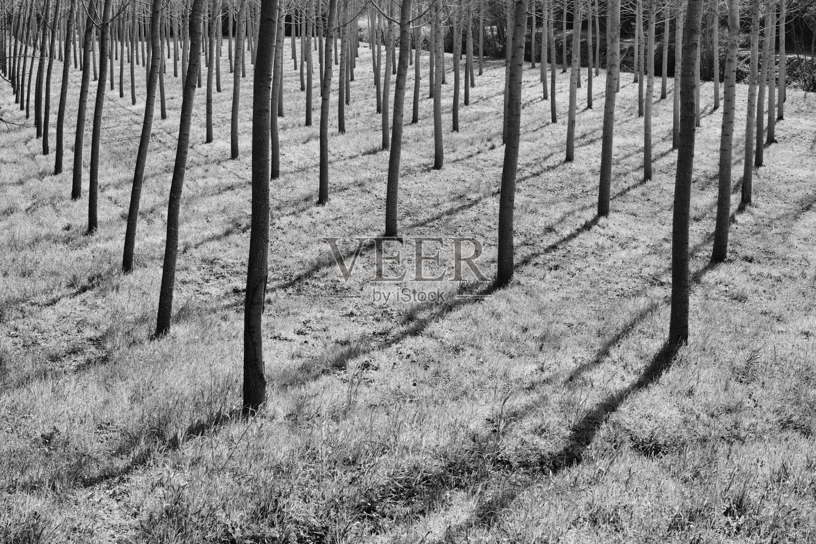 一排排的山毛榉树照片摄影图片