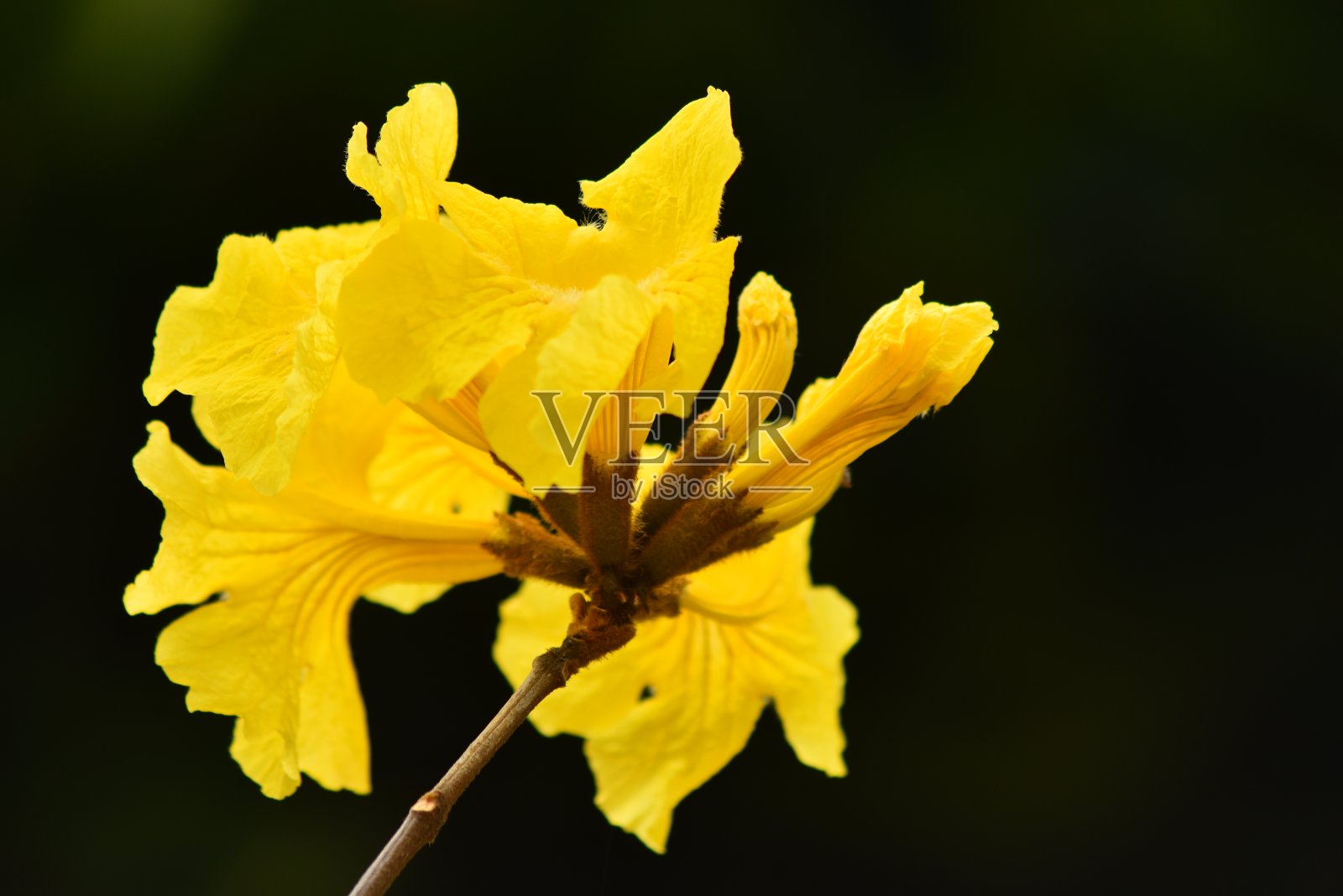 公园里黄花盛开照片摄影图片