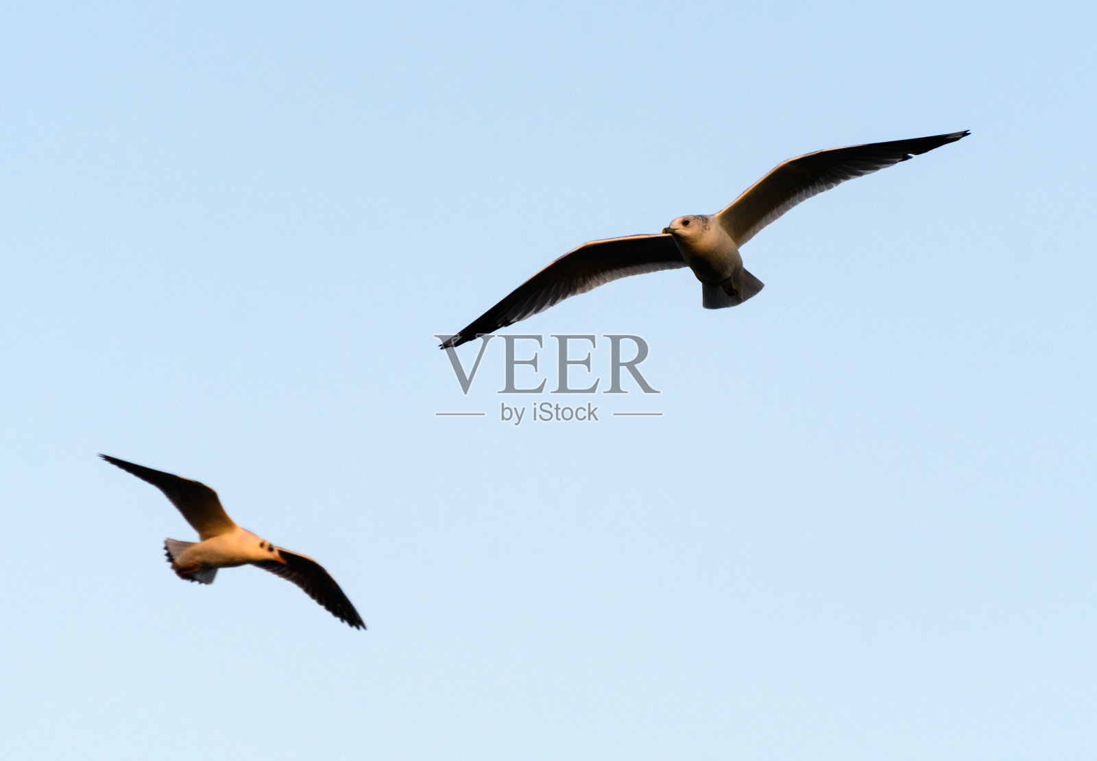 两只黑头海鸥在湛蓝的天空中飞翔照片摄影图片