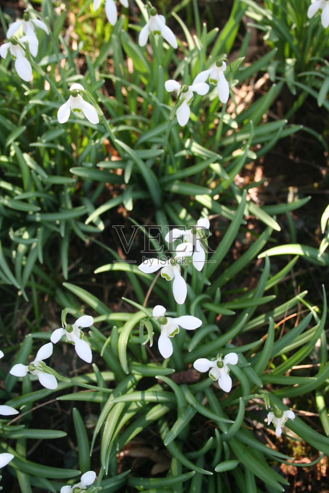 在一个阳光明媚的冬日,雪莲花俯视图照片摄影图片