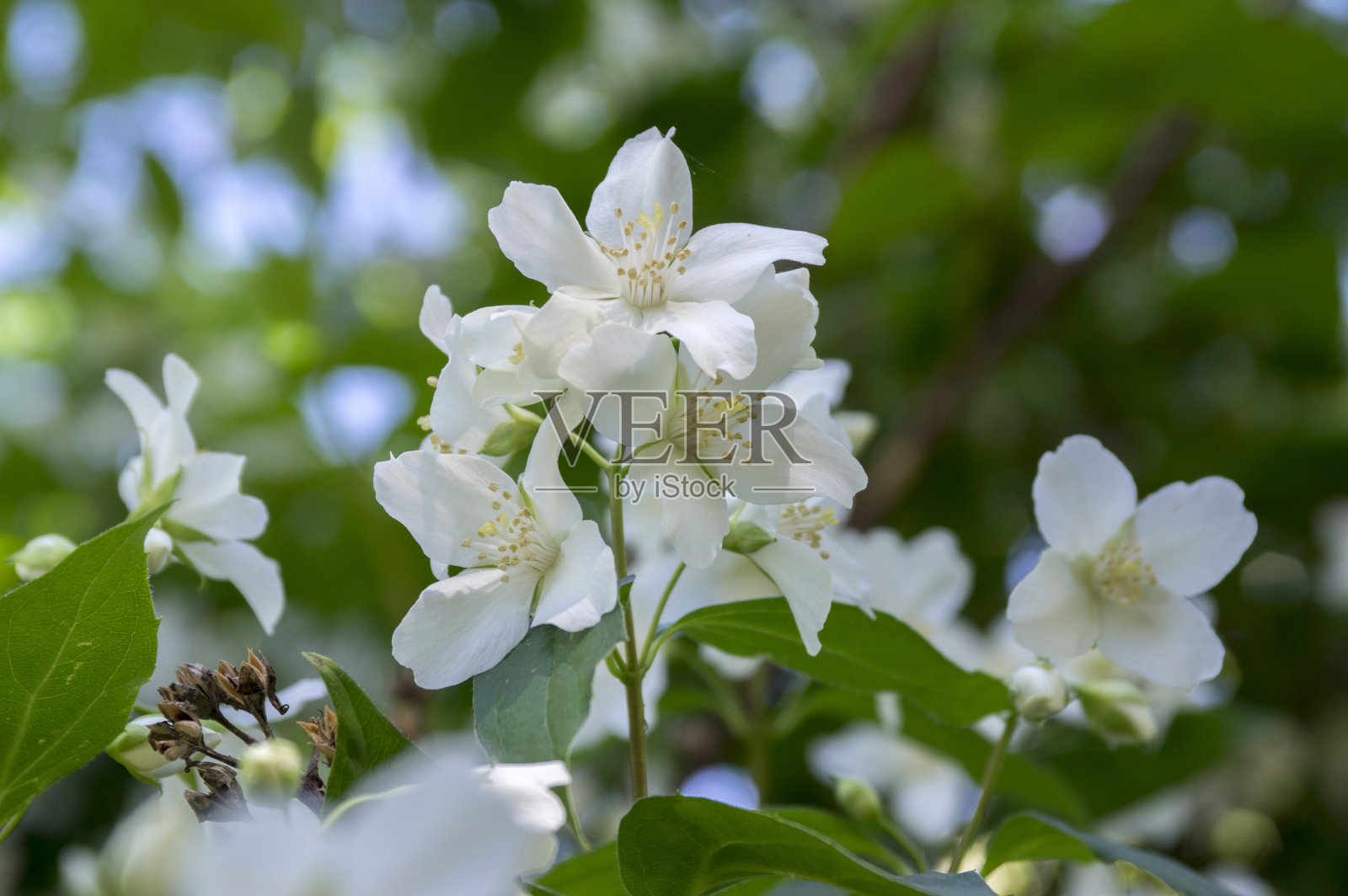 冠状花费城甜似桔黄色白色花在灌木枝上盛开,开花的英国山茱萸观赏植物照片摄影图片