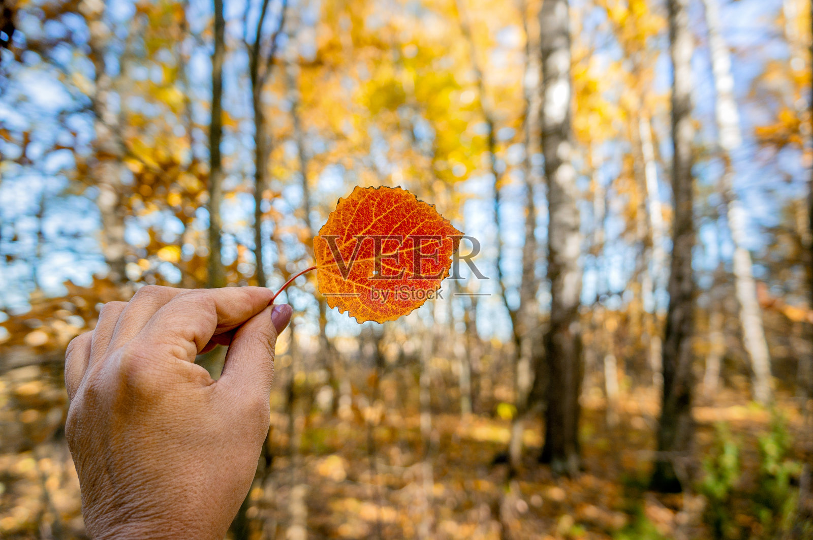 秋日森林背景下,女子手中的美丽红色白杨树叶照片摄影图片