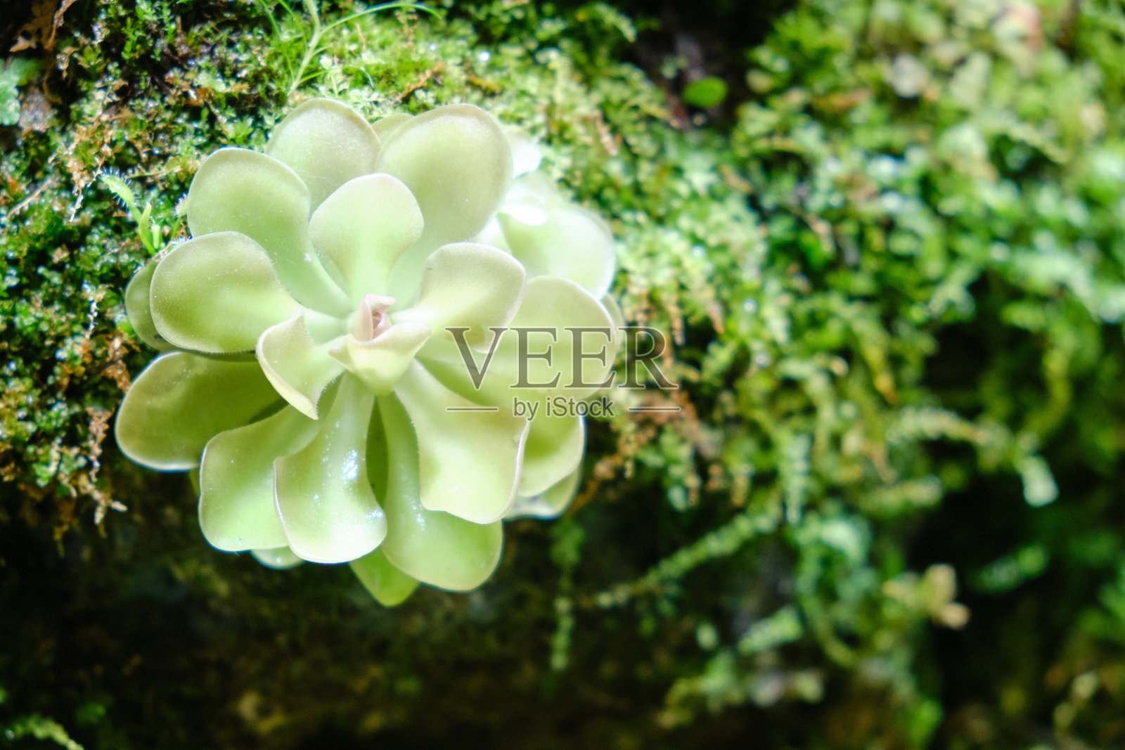 Paludarium是一个透明的水库,人工创造了半水生栖息地,用于维护水生植物,包括沼泽和沿海植物,这些植物明显高于水面照片摄影图片