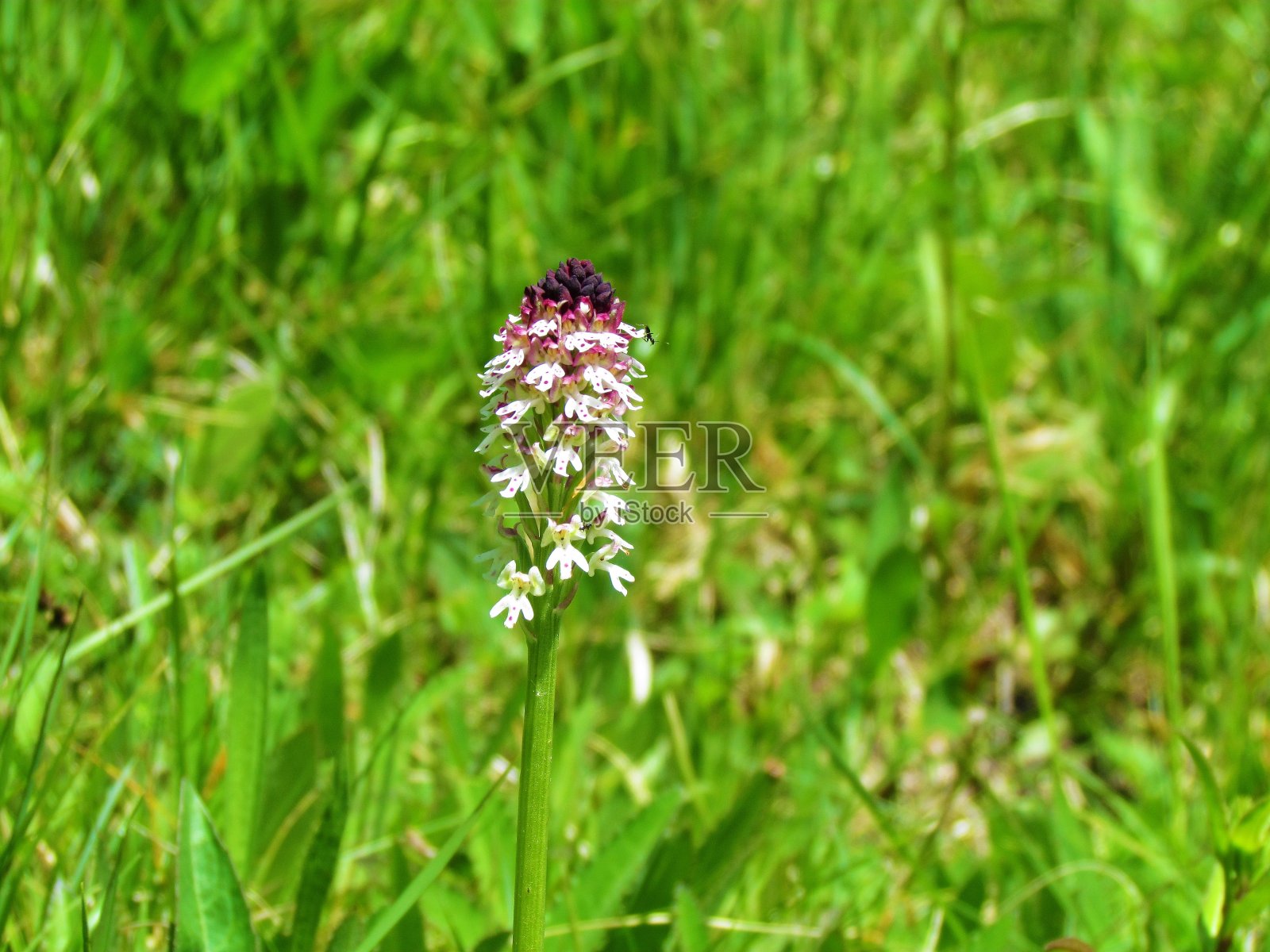 白花兰照片摄影图片