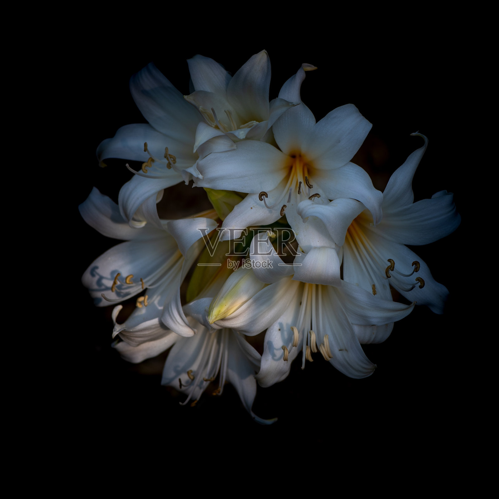 东方百合鳞茎,卡萨布兰卡,映衬黑色照片摄影图片