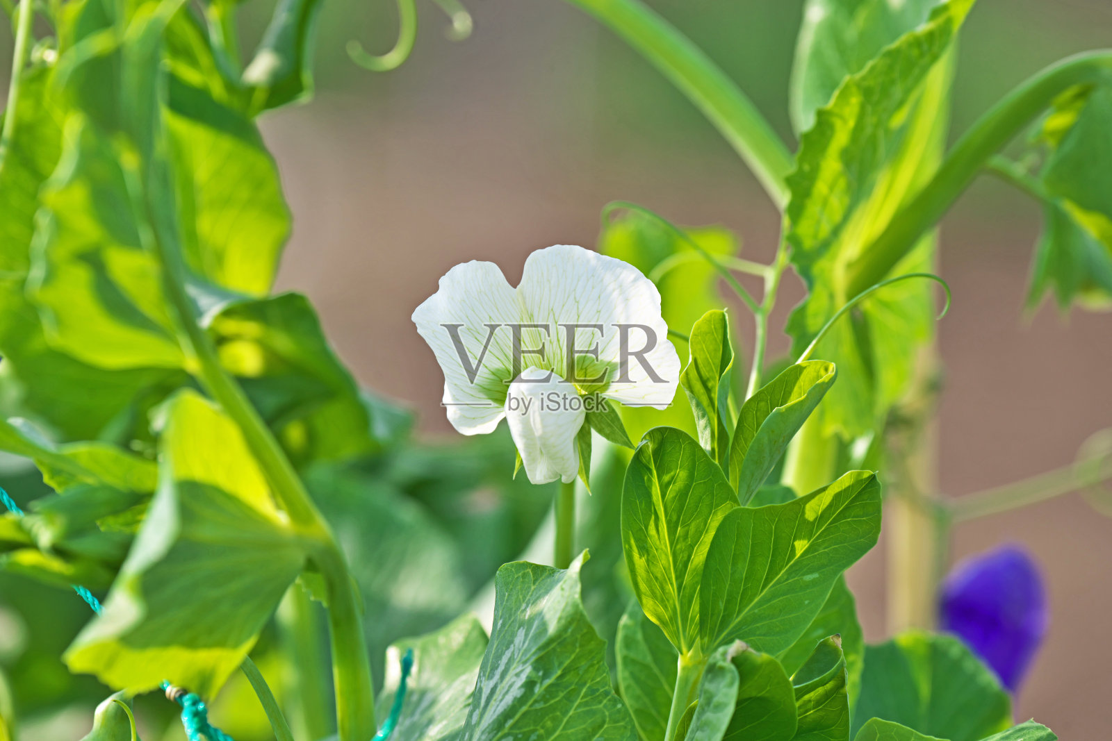 带荚豌豆照片摄影图片