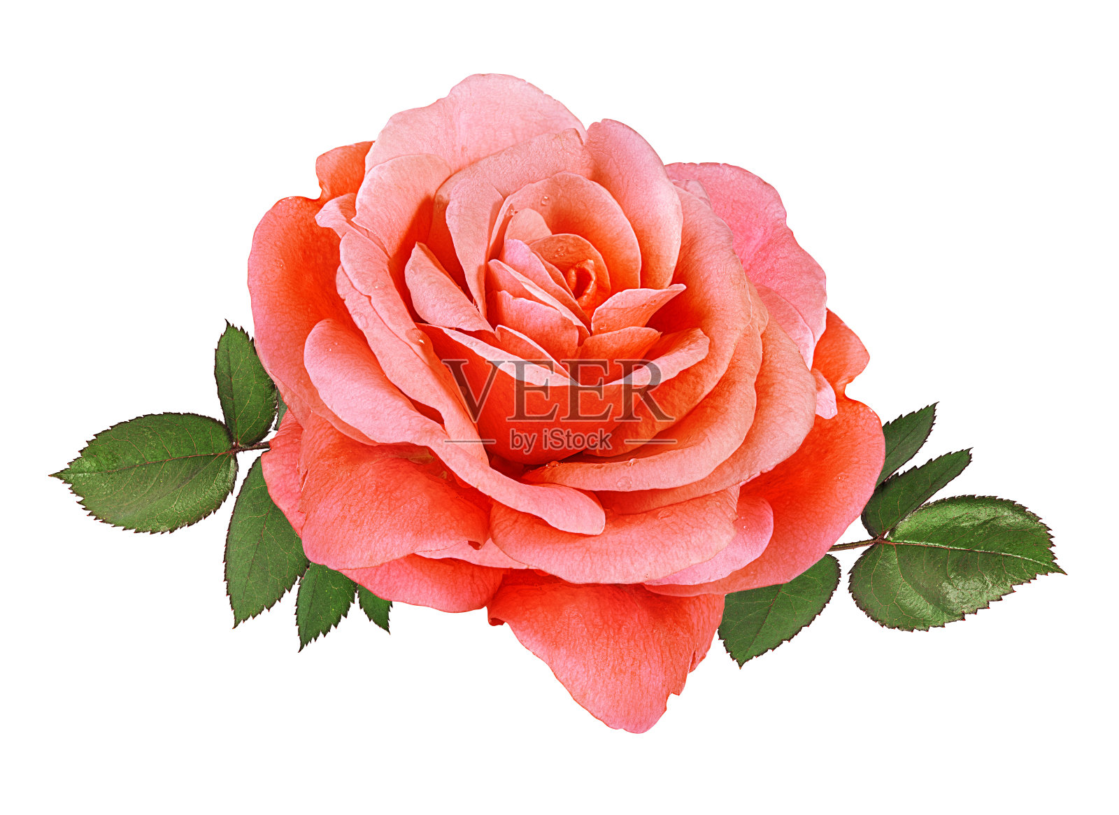 玫瑰孤立在白色上照片摄影图片