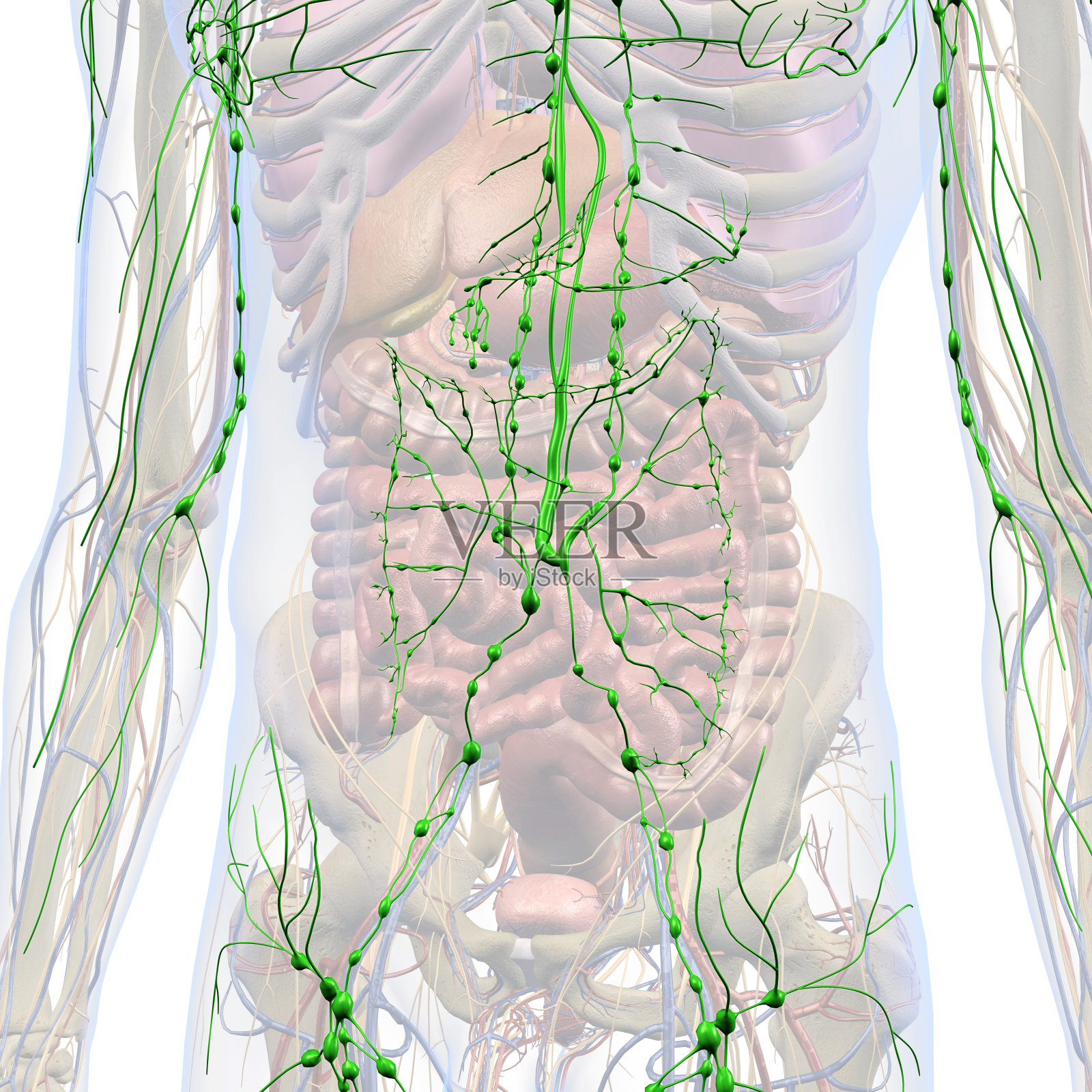 男性胸腹淋巴系统内部解剖照片摄影图片