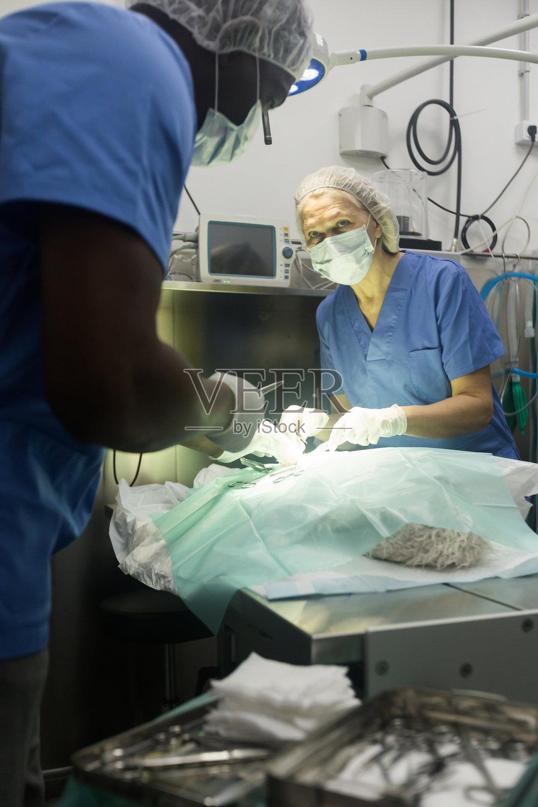 兽医和助手为狗做手术照片摄影图片