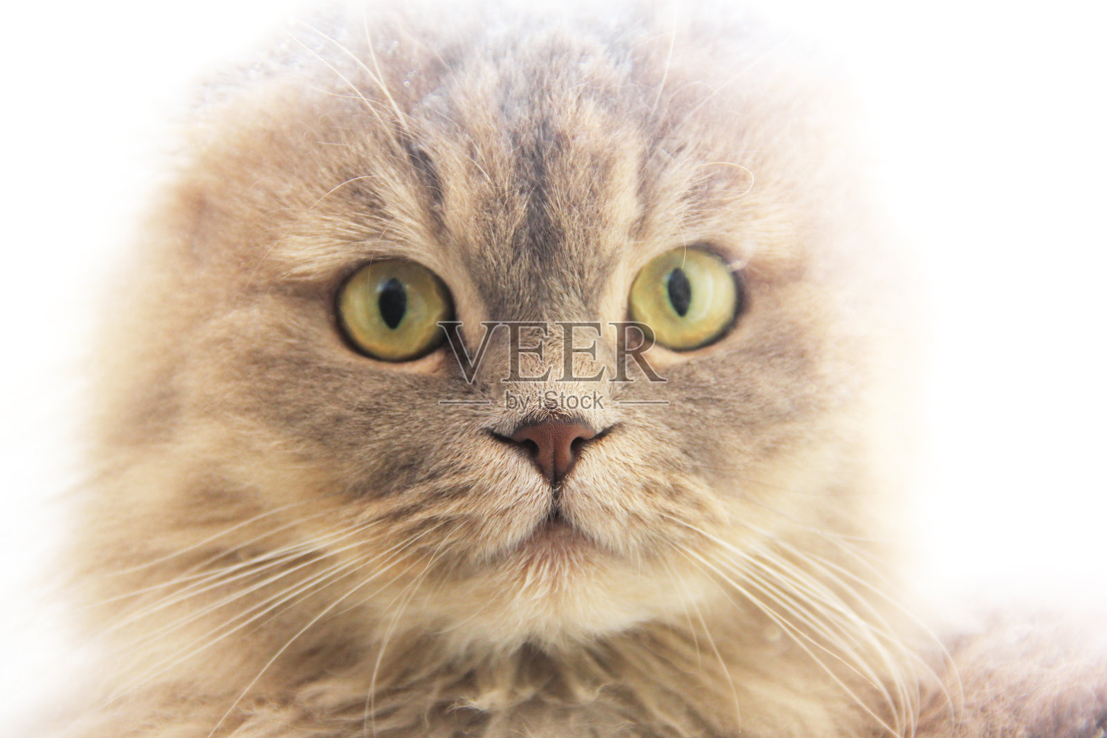 美丽的猫特写。猫看着摄像机照片摄影图片