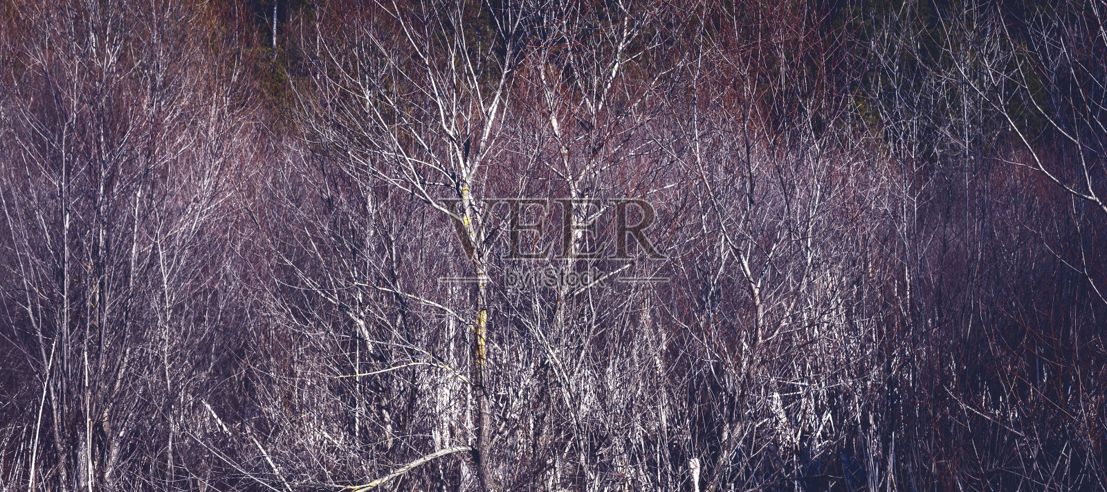 摘要森林背景。抽象的彩色背景照片摄影图片