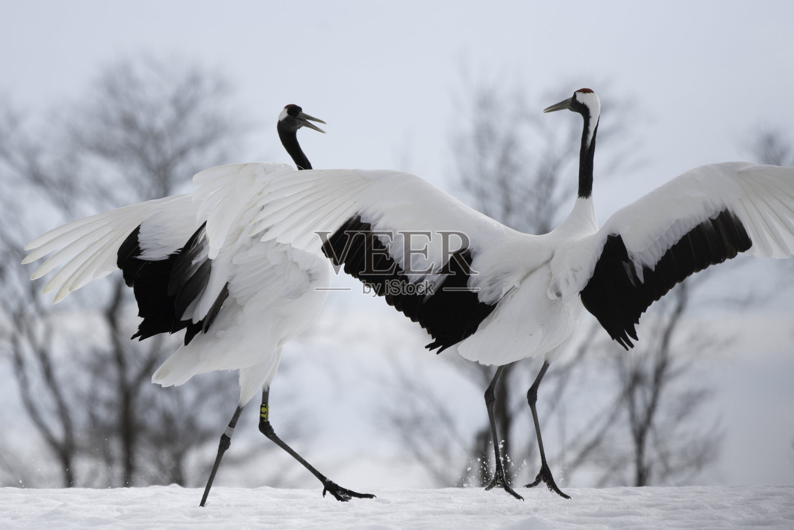 鹤井村的丹顶鹤在跳舞照片摄影图片