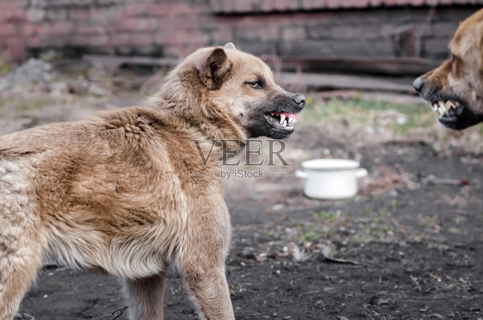 攻击性愤怒的杂种狗咧着嘴笑照片摄影图片