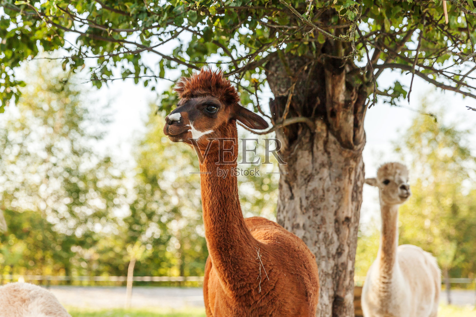 可爱的羊驼在夏日的牧场上放松。家养羊驼在天然生态农场郊野的牧场上放牧。关爱动物、生态养殖理念照片摄影图片