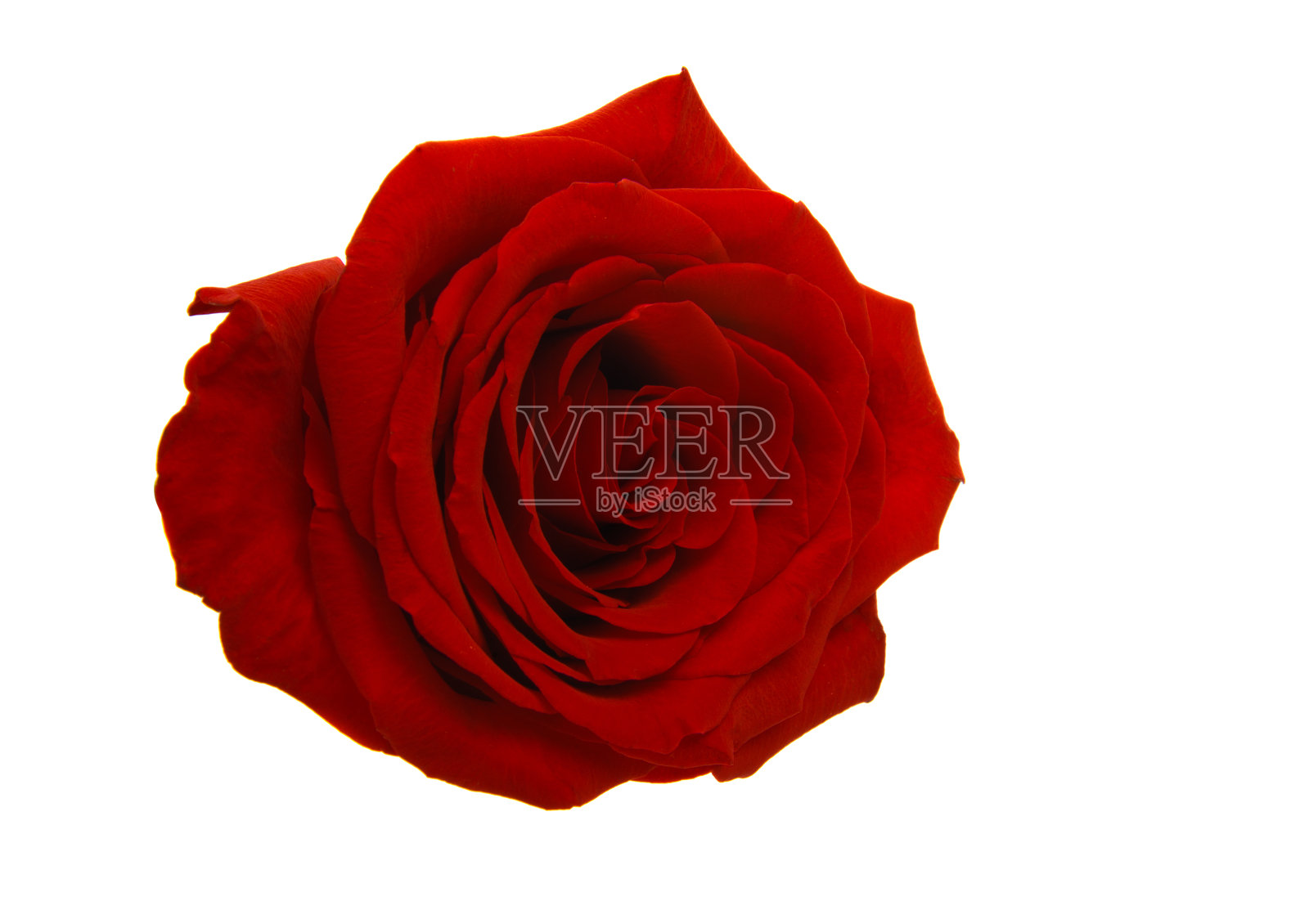 红玫瑰孤立照片摄影图片