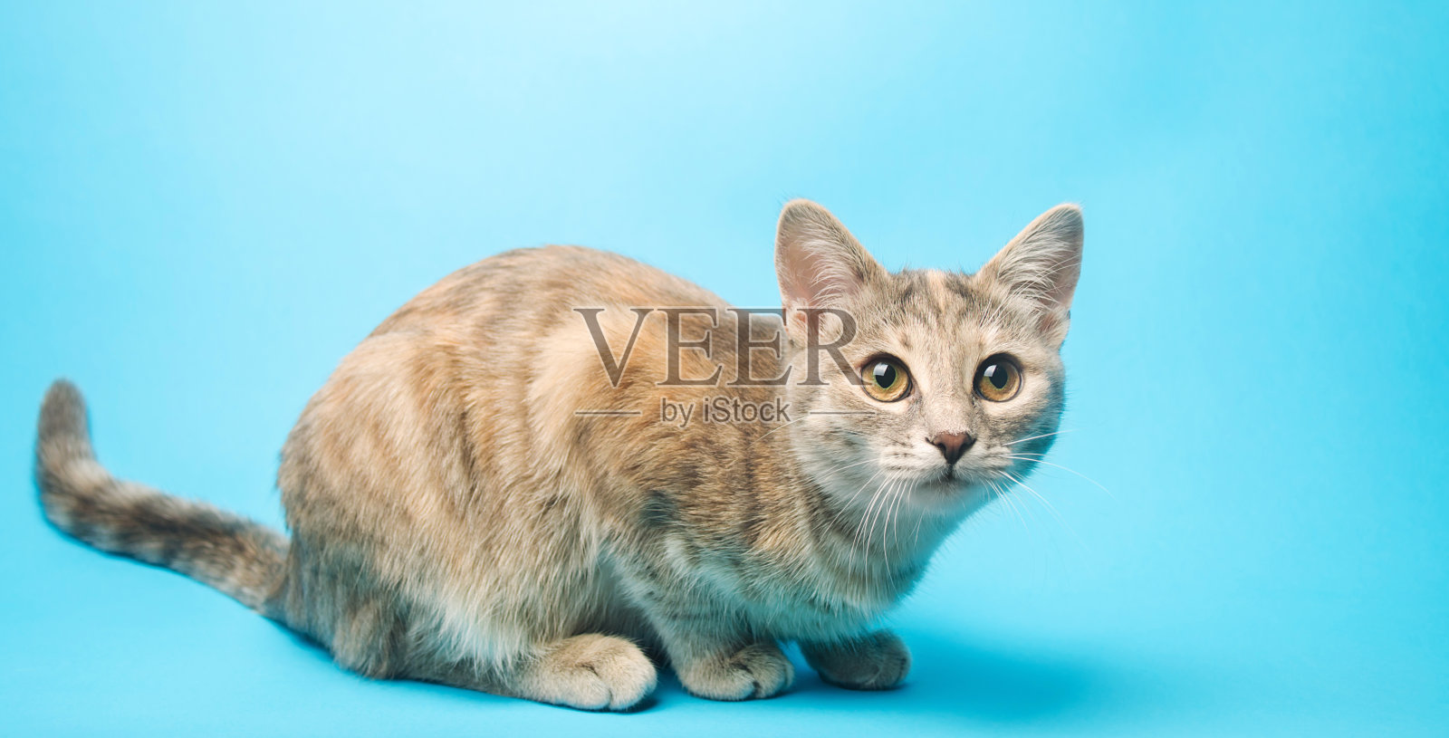 蓝色背景的灰虎斑猫抬头看。动物的画像。宠物。坐在摆姿势。美丽有趣的小猫。照片摄影图片