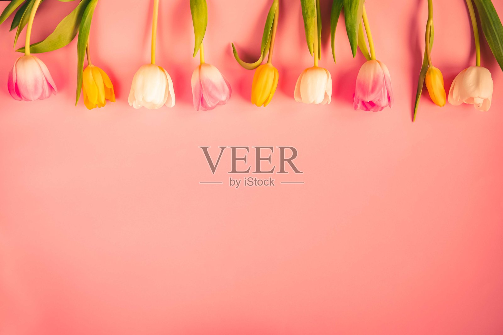 粉红色背景上的黄色郁金香照片摄影图片