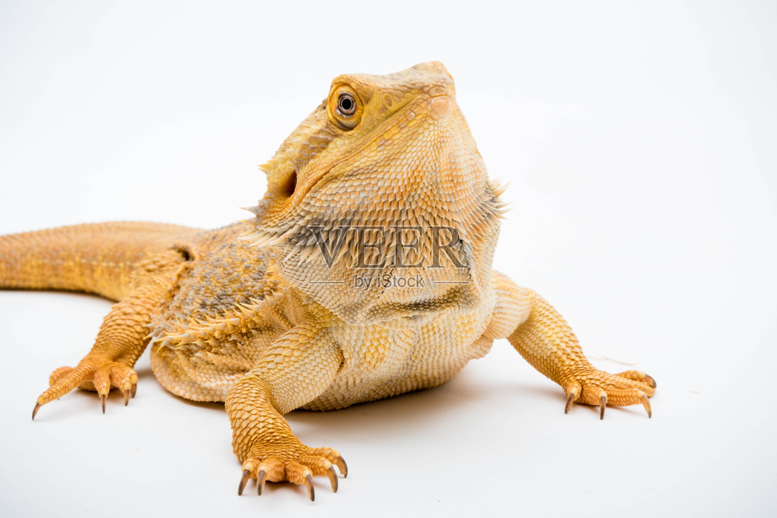 一种长胡子的龙爬行动物照片摄影图片