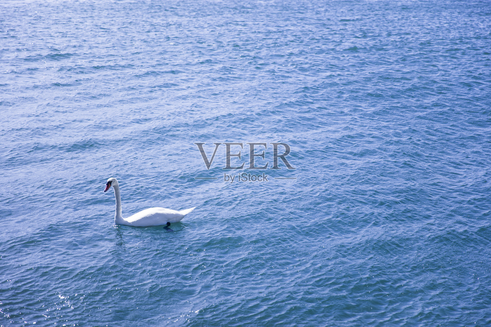 湖中的白天鹅照片摄影图片