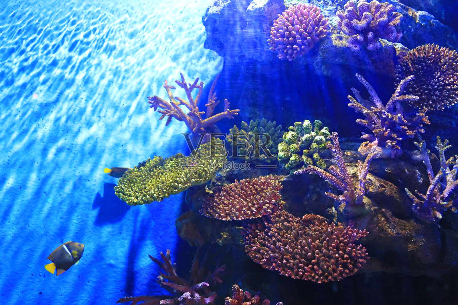 水下珊瑚礁海景在水族缸。照片摄影图片