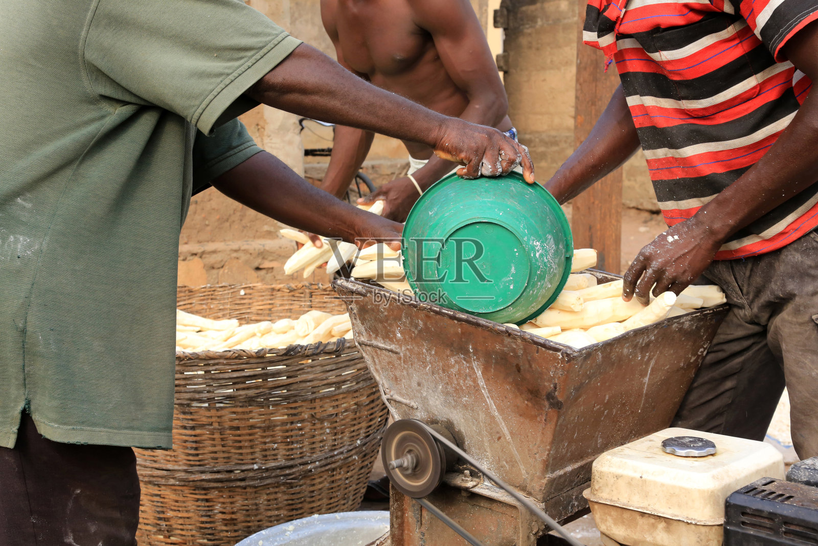 收获木薯。农业合作。别墅。多哥。西非。照片摄影图片
