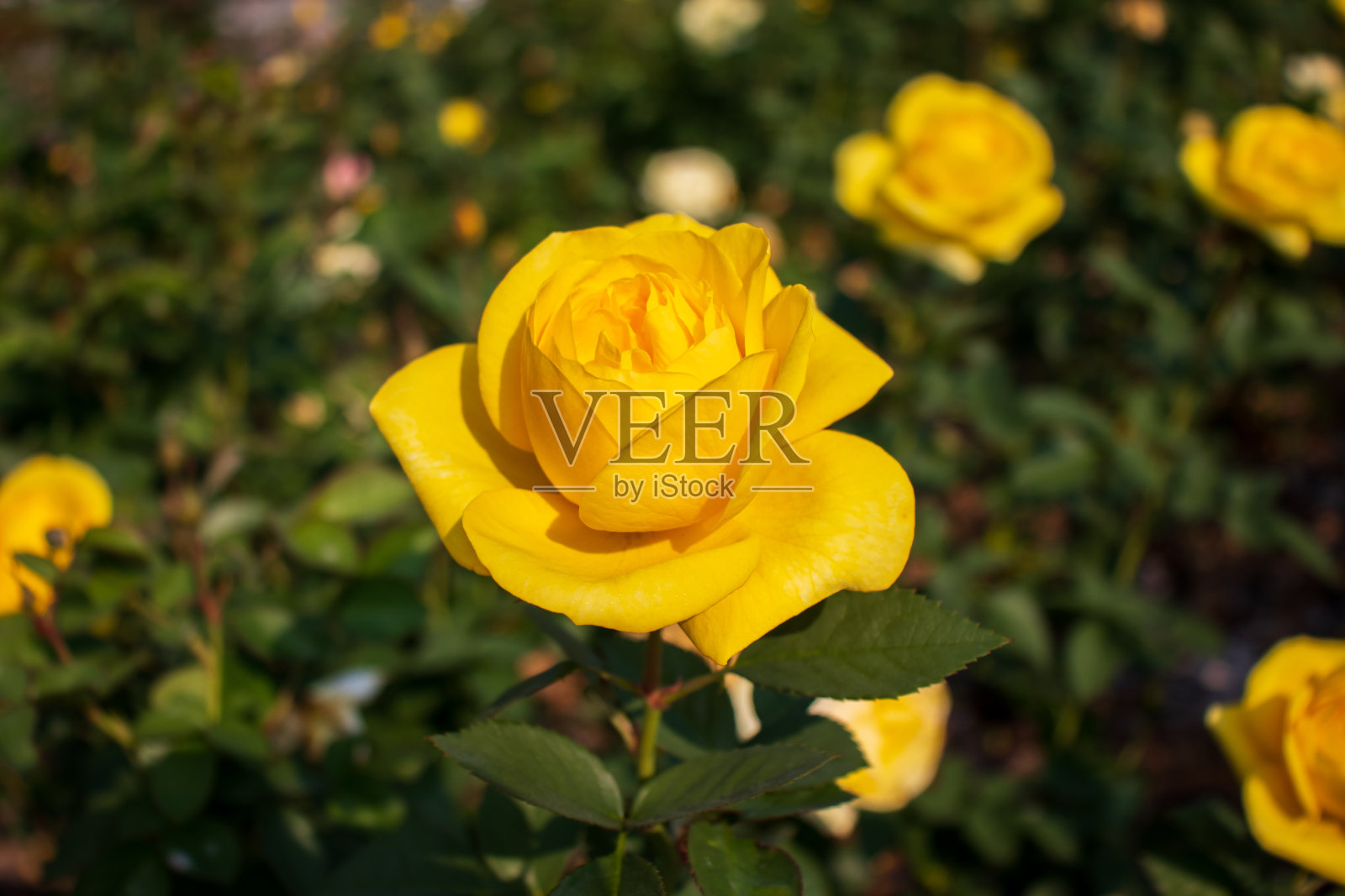 盛开的黄色玫瑰花。照片摄影图片