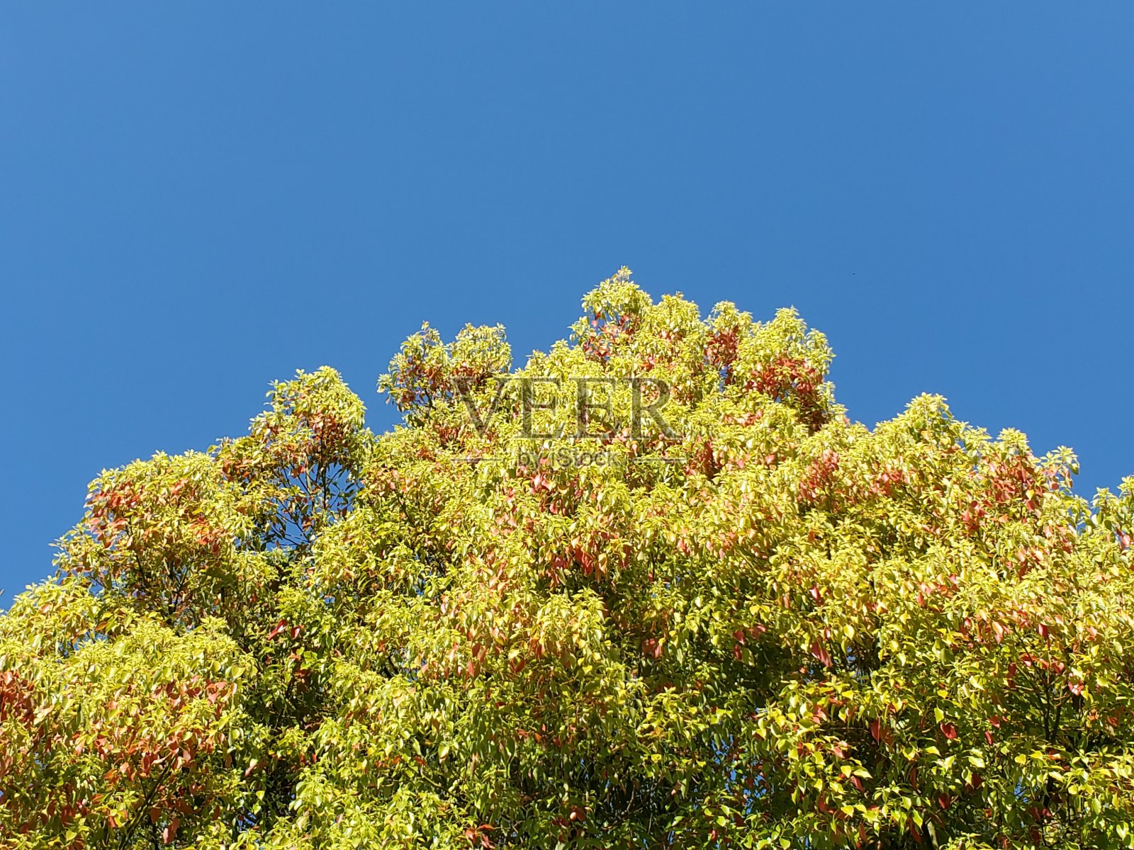 白天蓝天下的绿黄叶树照片摄影图片