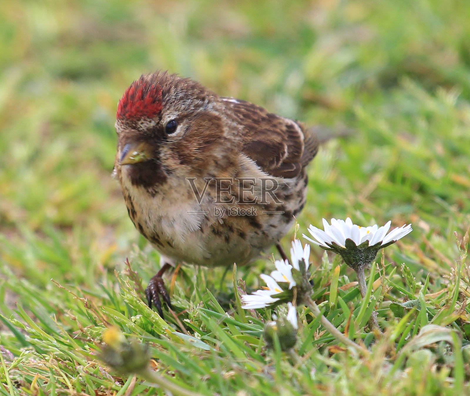 Lesser Redpoll - Acanthis cabaret照片摄影图片