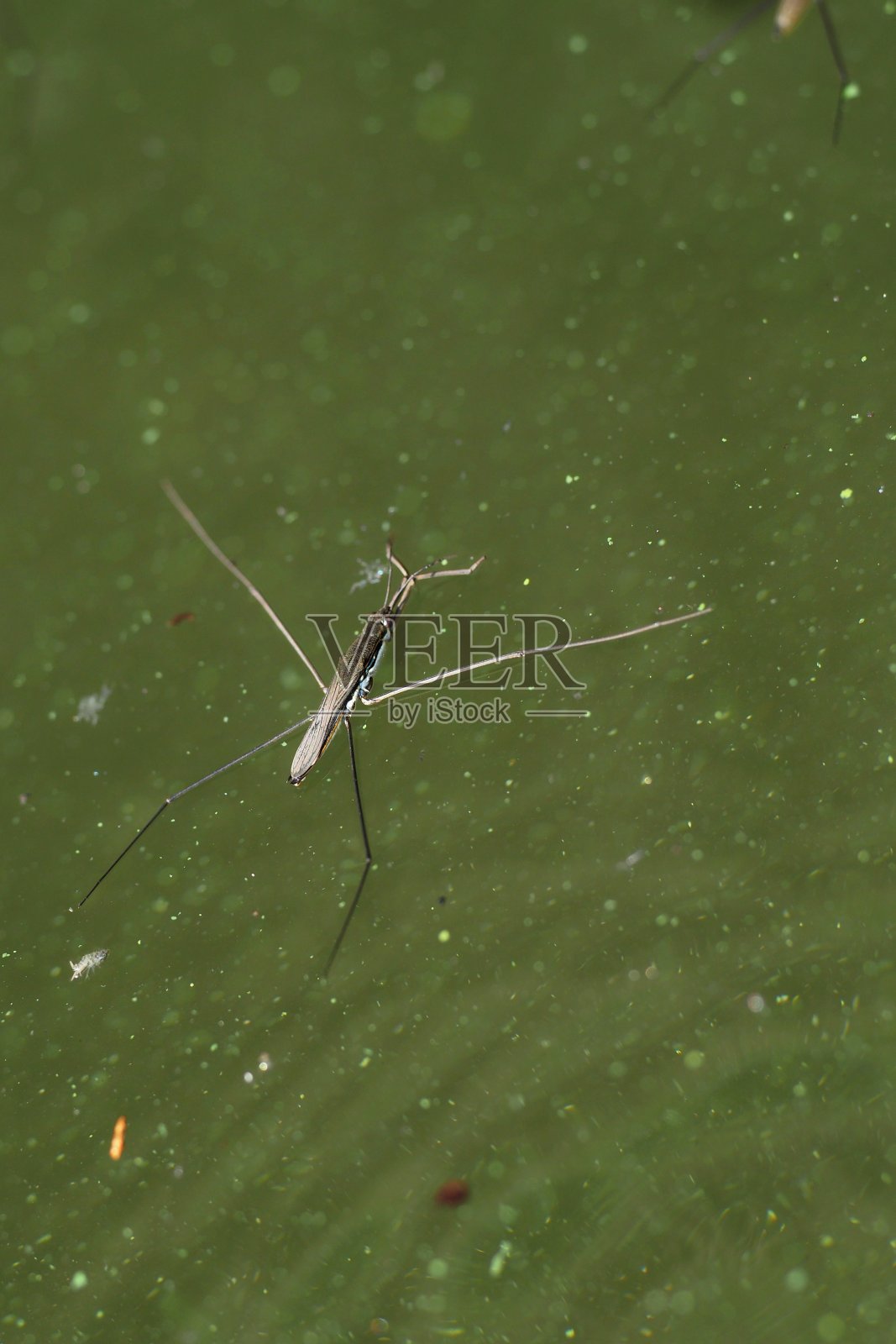 在水上的水羚照片摄影图片