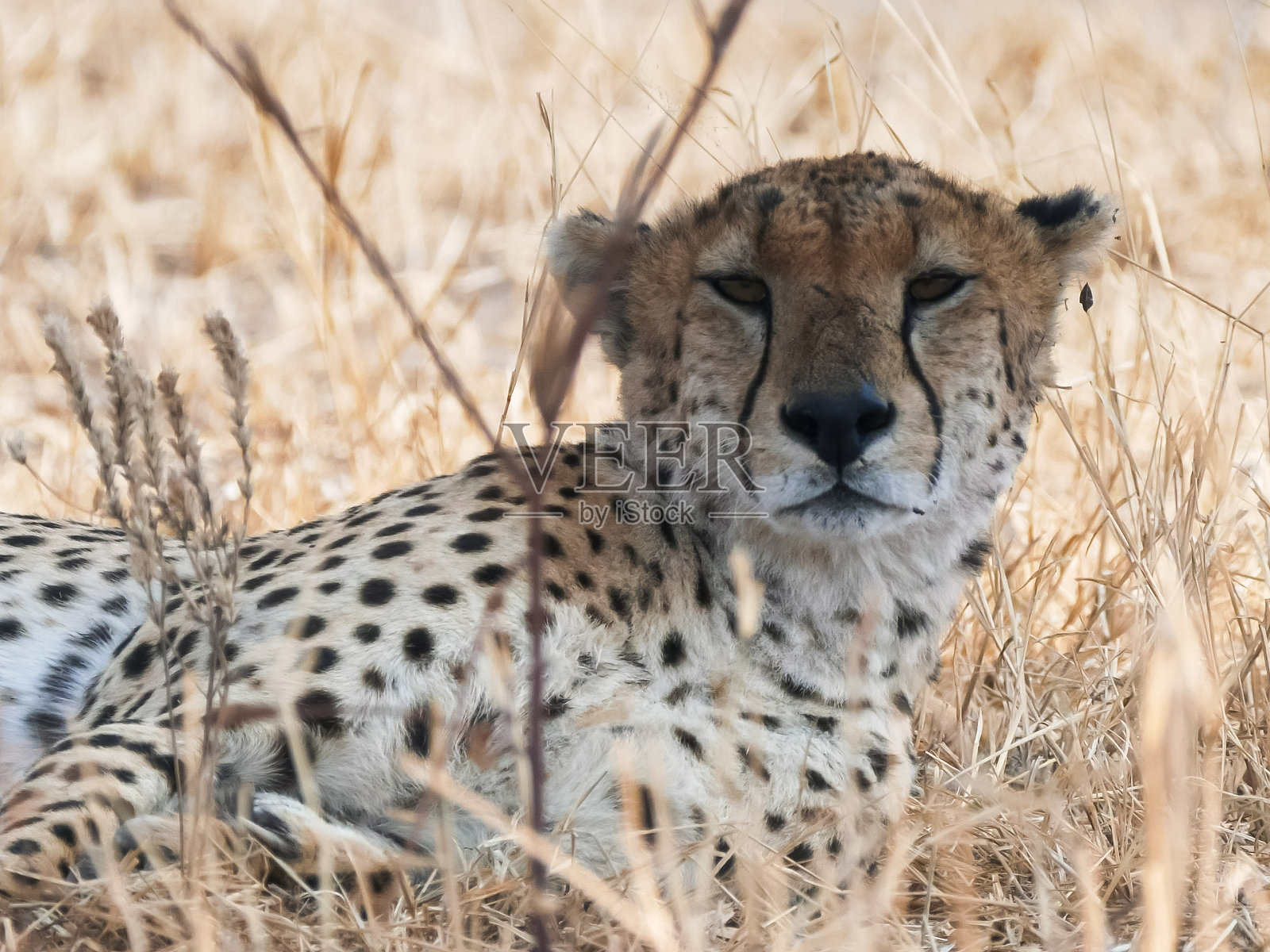 一只沉睡的猎豹躺在塔兰吉尔照片摄影图片