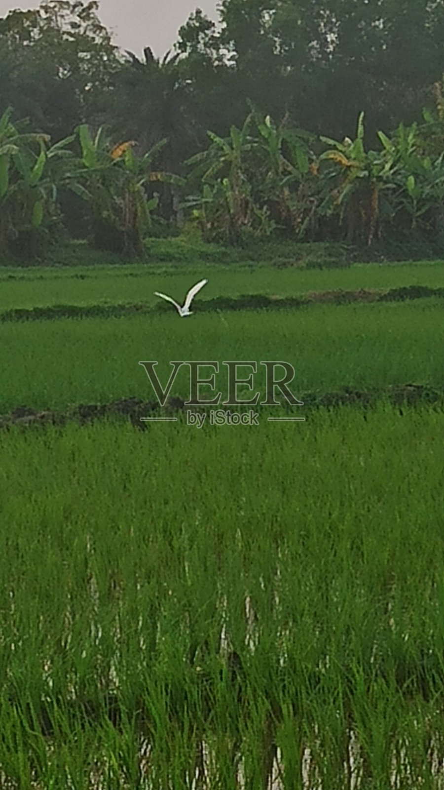 这些花多漂亮啊。孟加拉国的花朵照片摄影图片