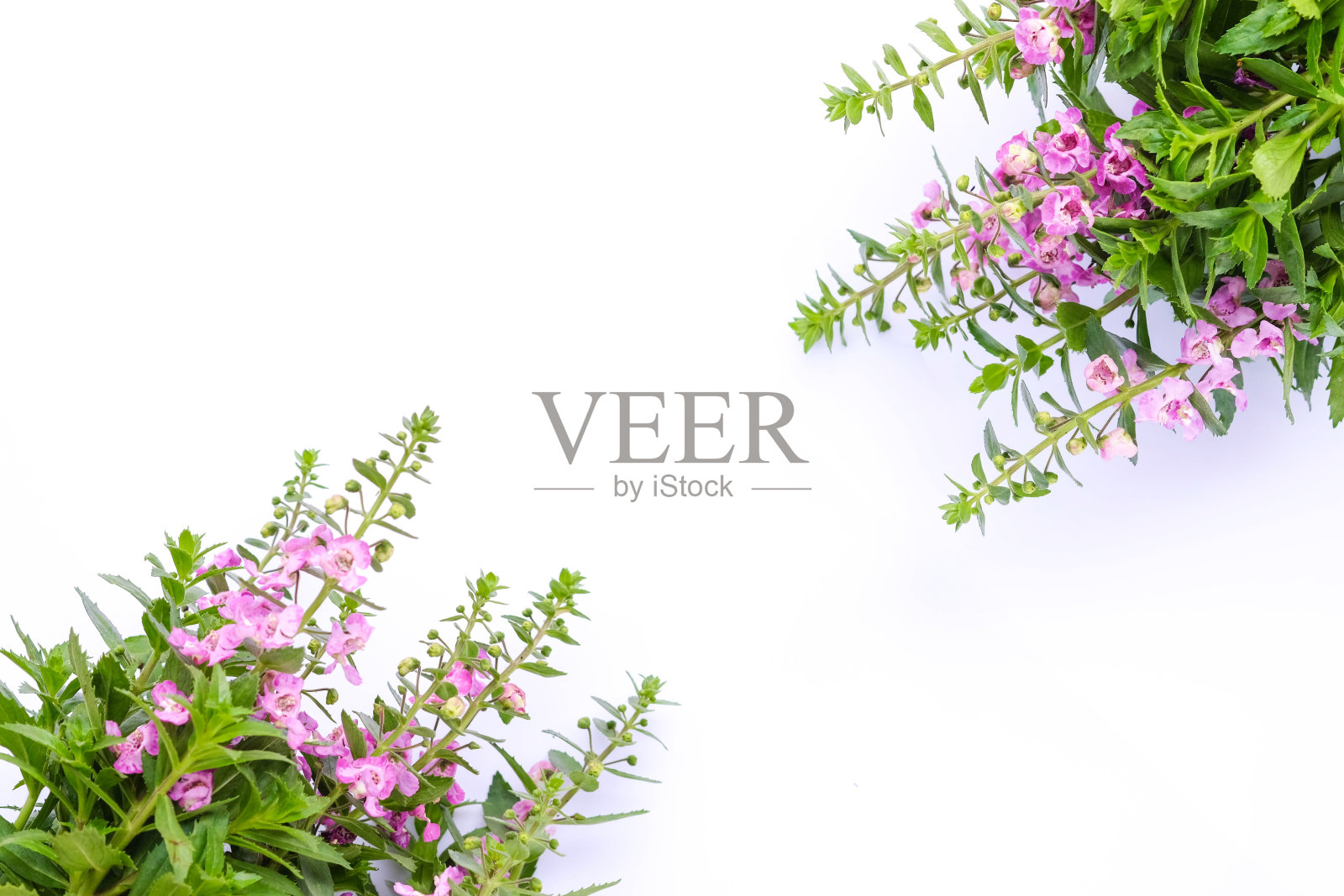 美丽的Waew Wichian在白色的背景…(Angelonia goyazensis Benth;泰国风格的勿忘我)。粉angelonia goyazensis Benth。照片摄影图片