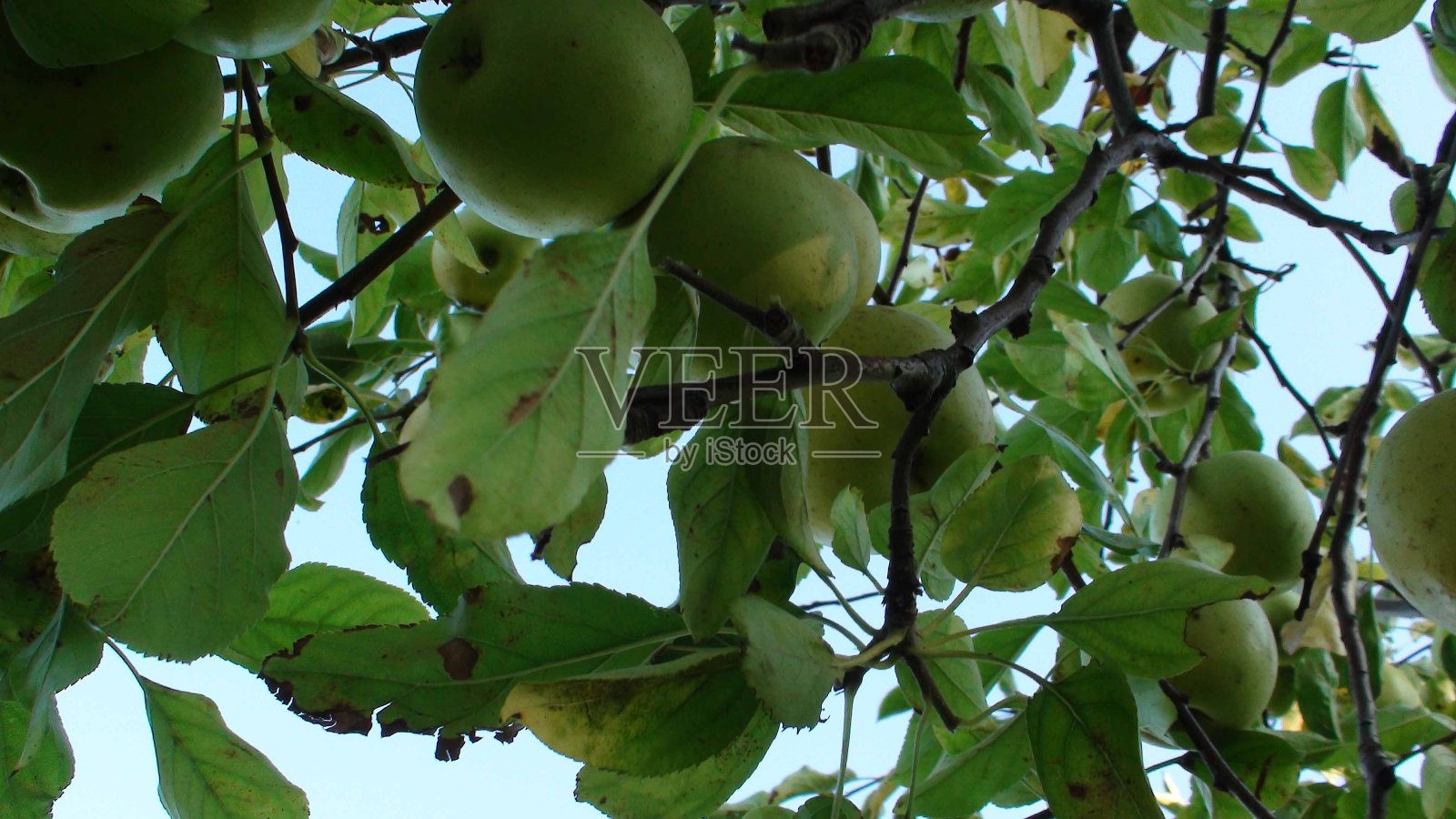 树枝上的苹果,葡萄牙波尔图,伊比利亚半岛,欧洲南部照片摄影图片