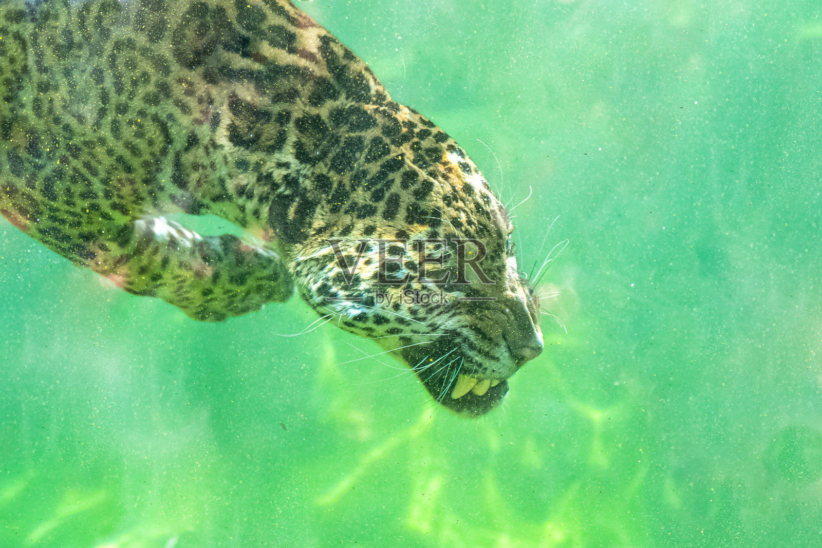 捷豹潜水照片摄影图片