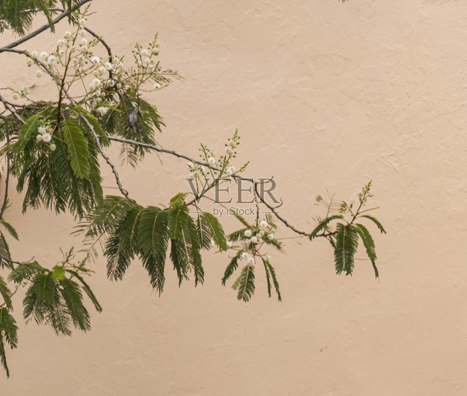 墨西哥瓦哈卡州的一堵粉红色的墙,树枝上有羽毛状的叶子照片摄影图片