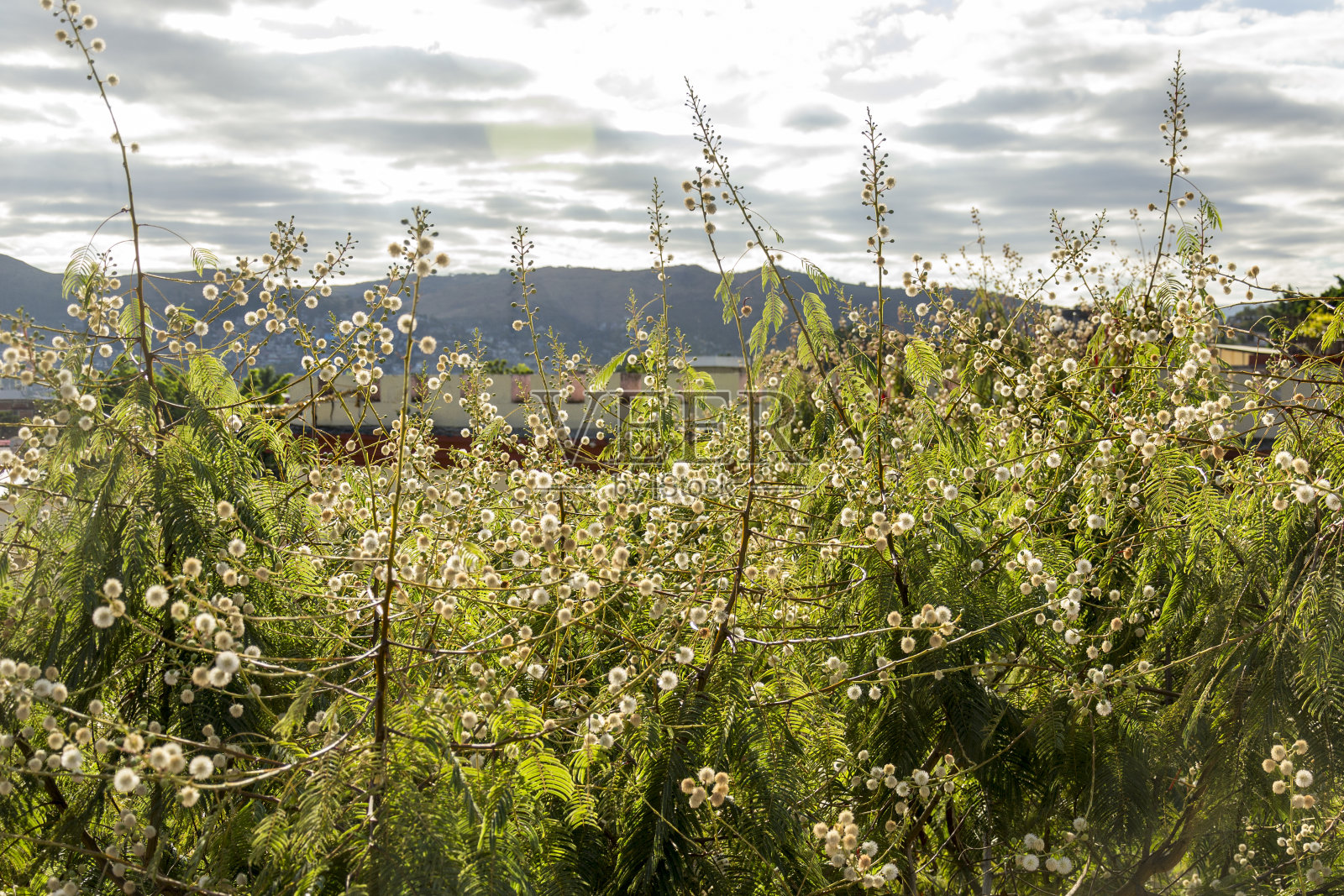 墨西哥瓦哈卡的羽状灌木,长有蒲公英时钟照片摄影图片