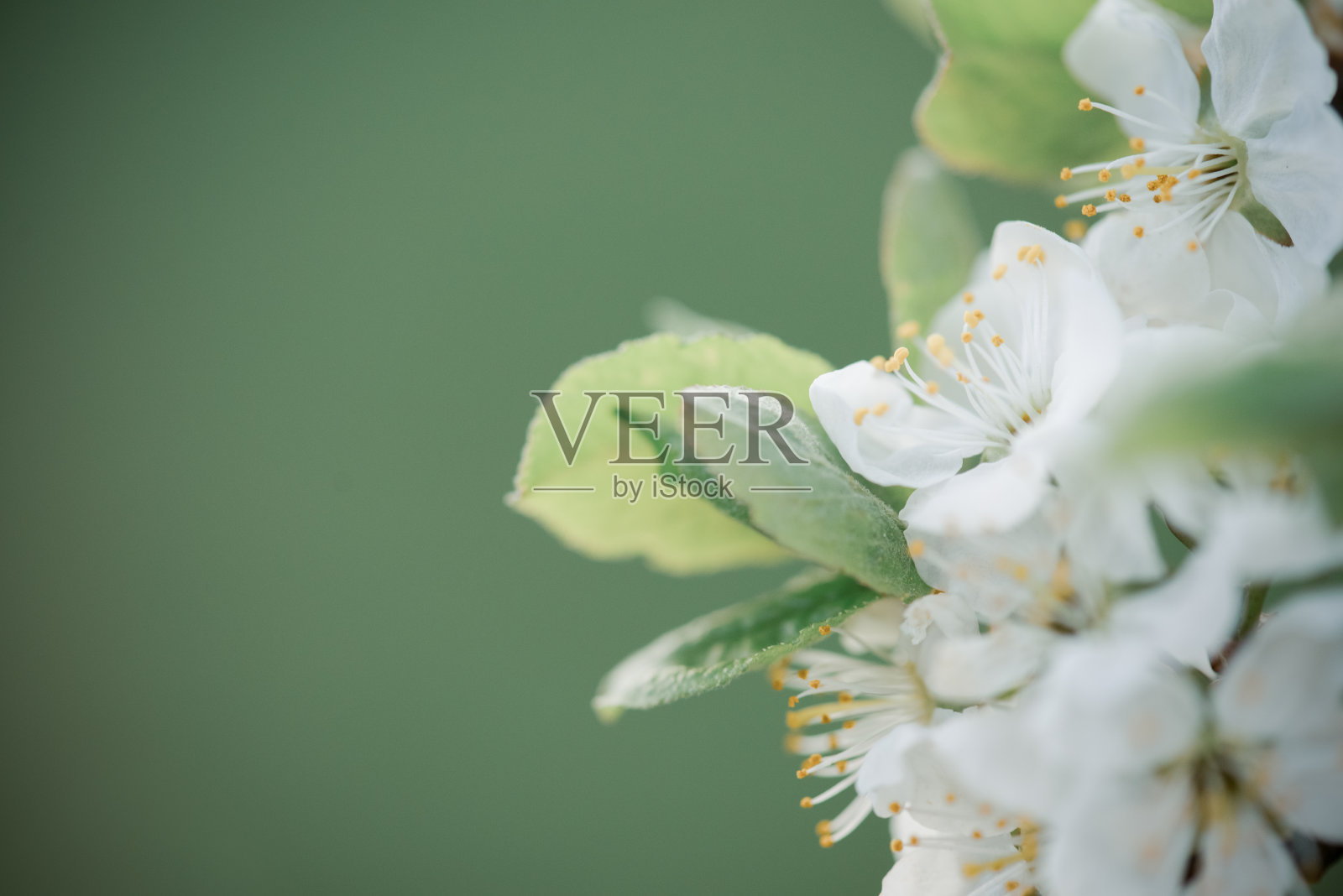 春天的花朵照片摄影图片