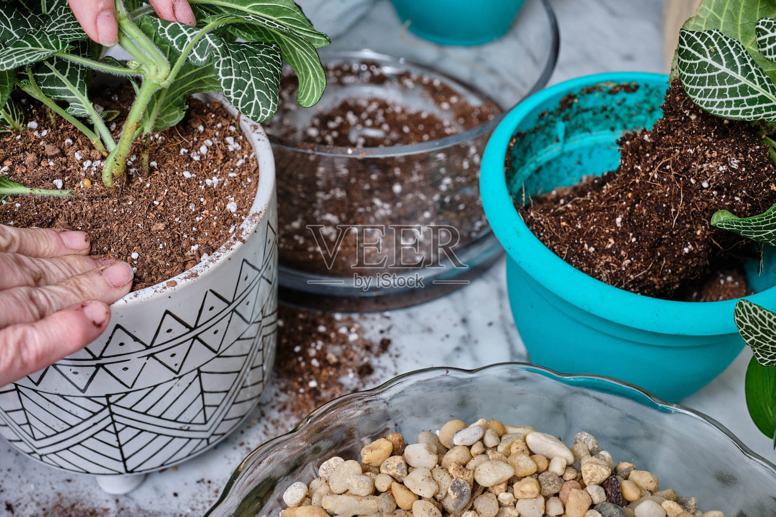 在一个灯火辉煌的美国家庭中,一位中年妇女的手在盆栽土壤中准备春天的植物照片摄影图片