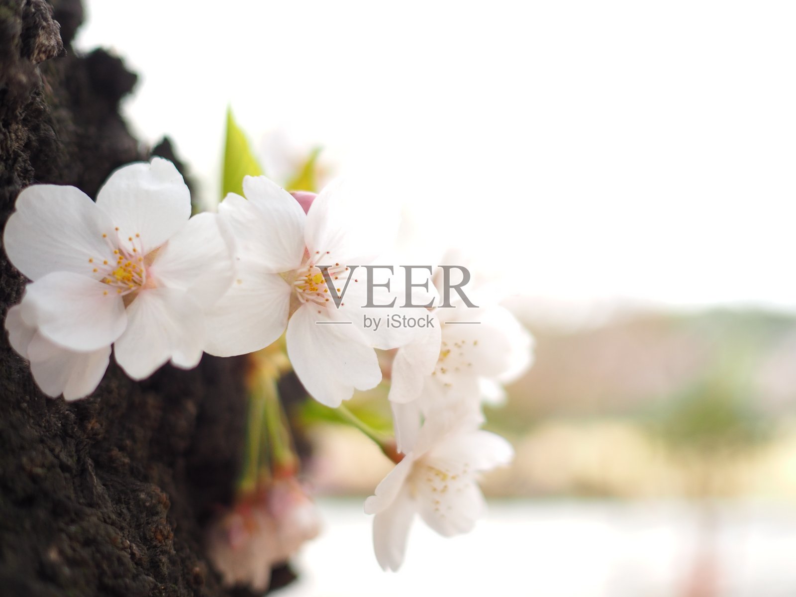 季节的花照片摄影图片