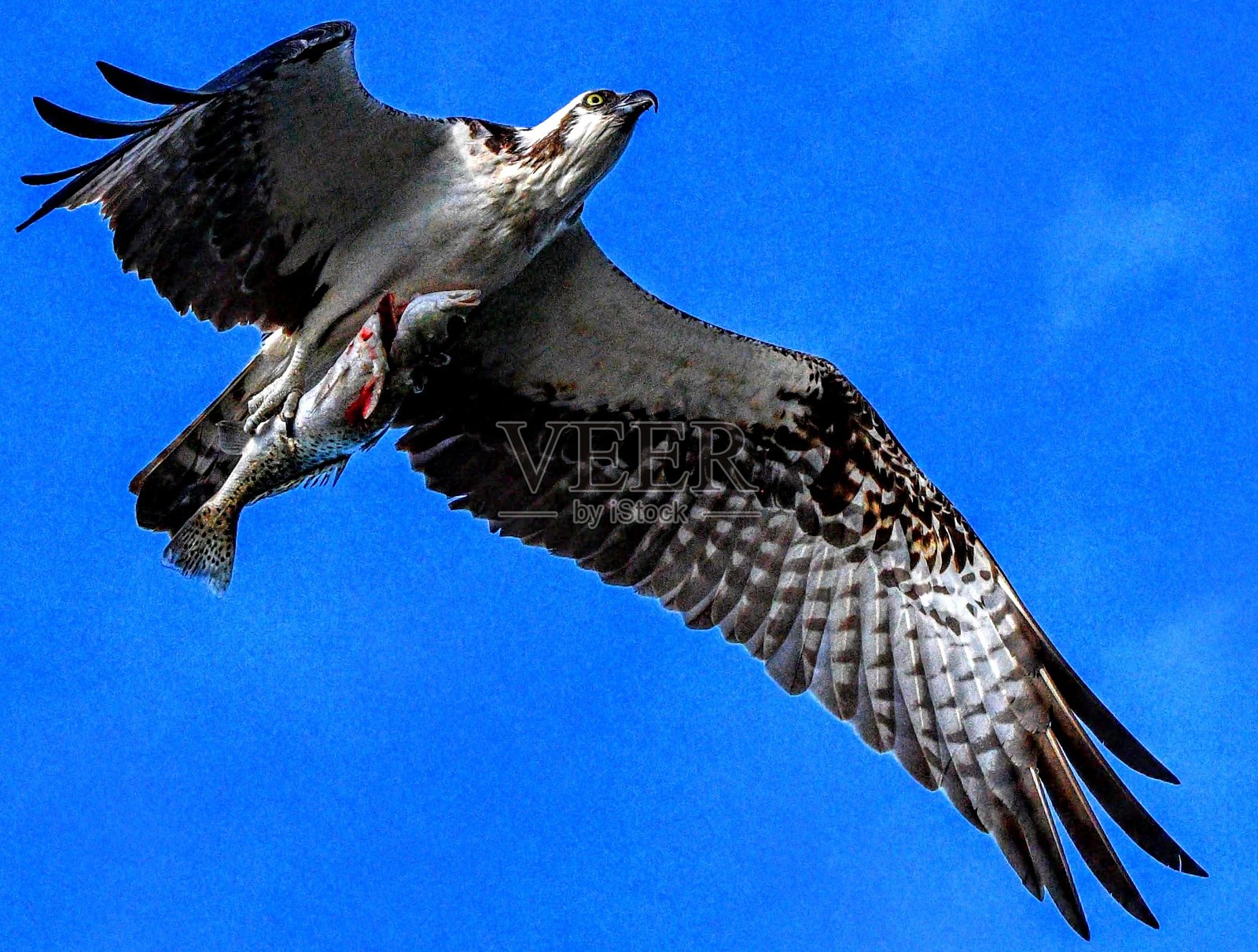 大沼泽地的鸟类和生活照片摄影图片