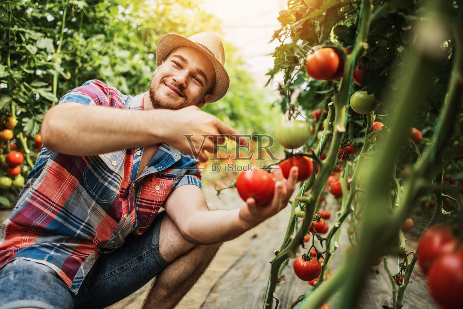 年轻的成年人在温室工作照片摄影图片