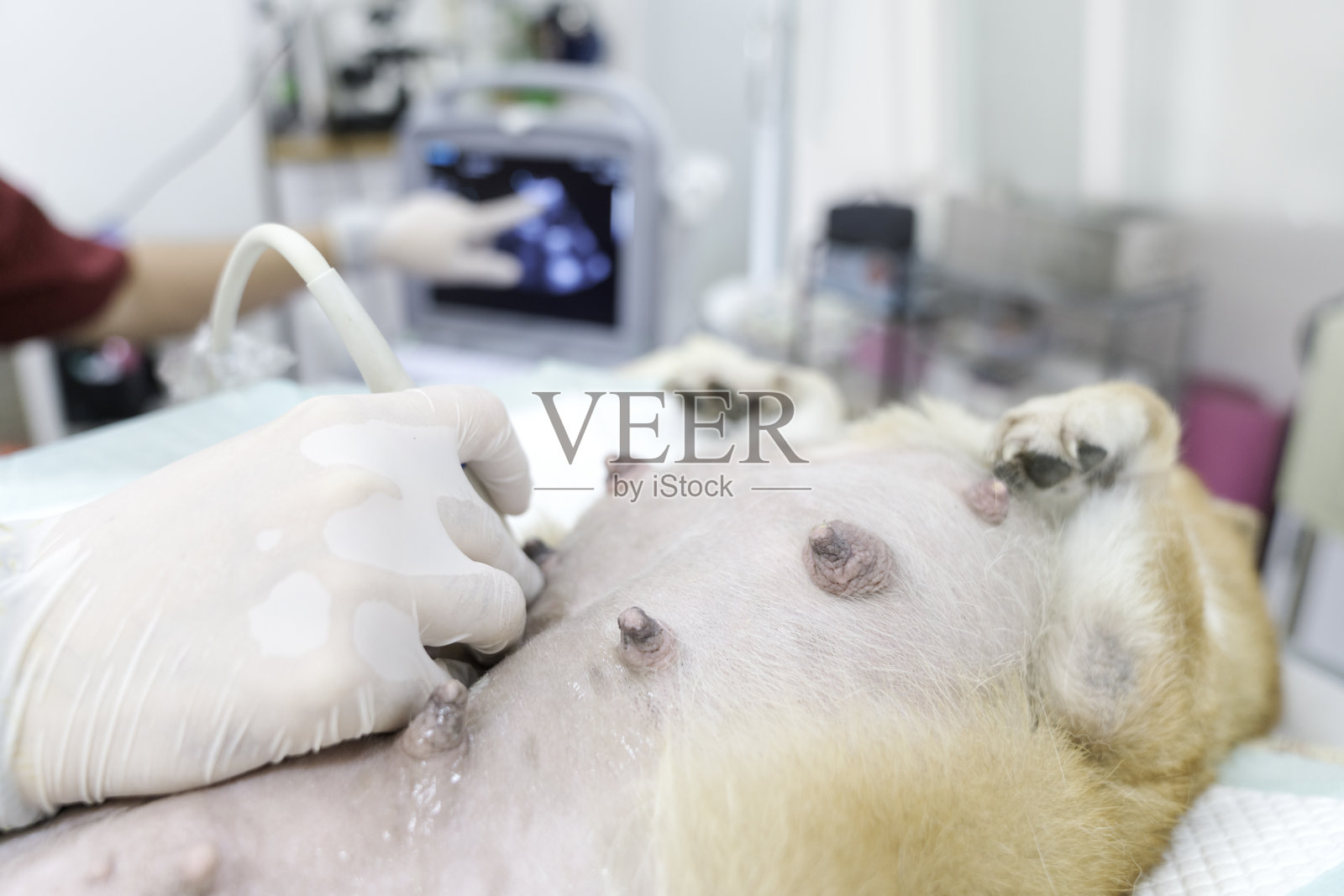 兽医为仰卧的狗狗做超声检查,分析动物健康状况照片摄影图片